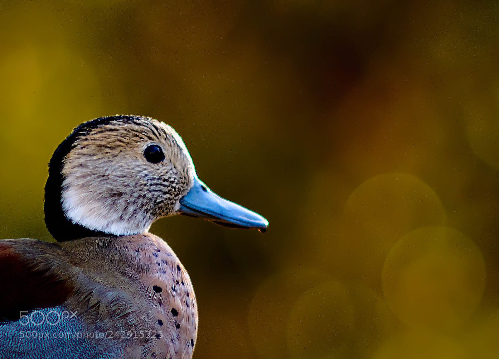 Nikon D7100 sample photo. Brazilian teal photography