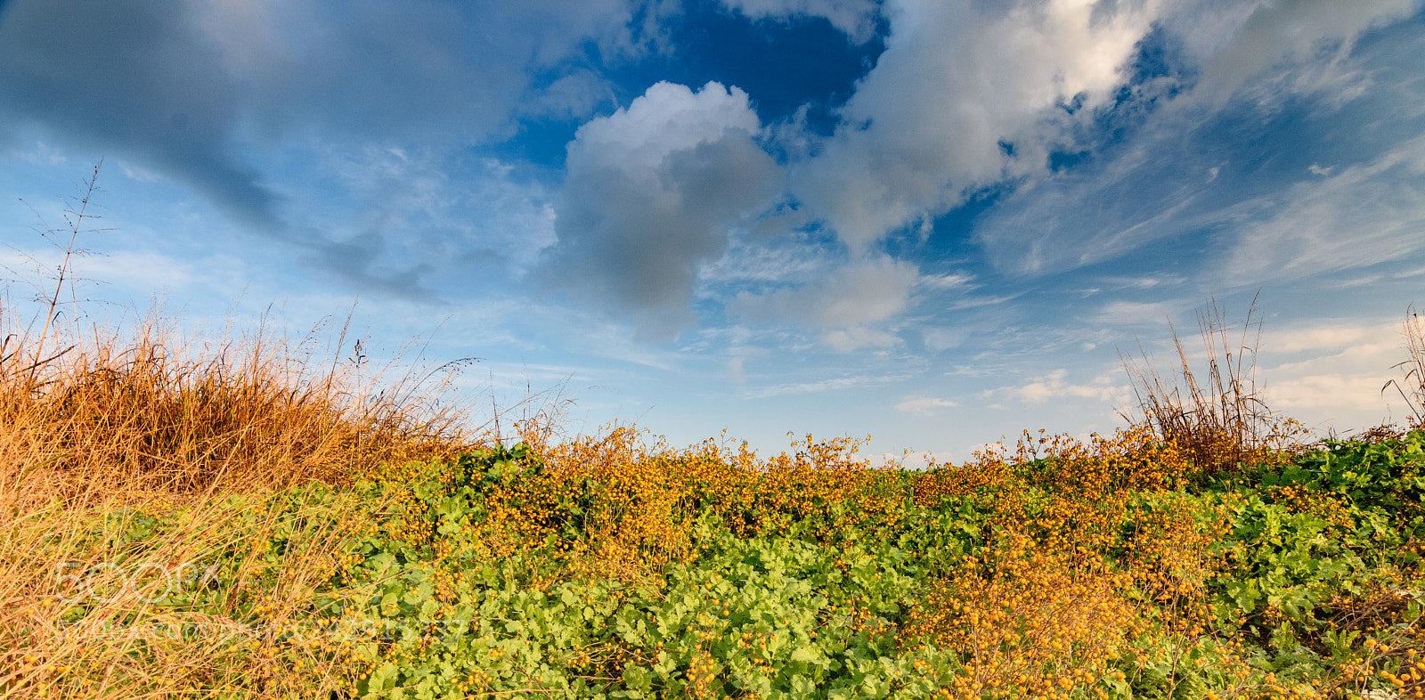 Nikon D7200 sample photo. Colors photography