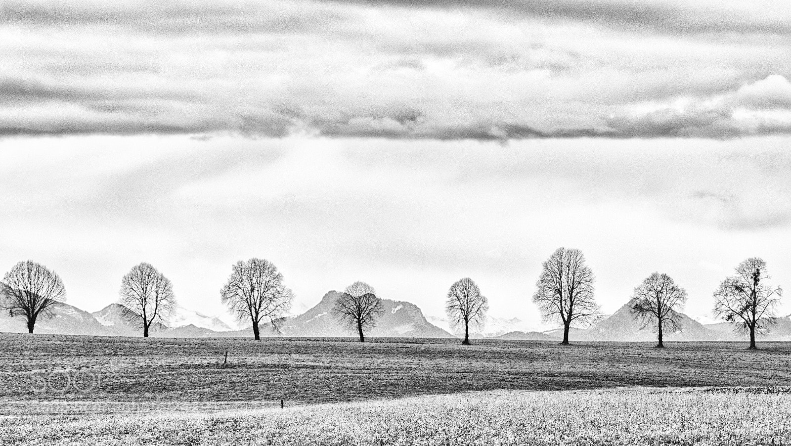 Panasonic Lumix DMC-FZ1000 sample photo. Eight trees bw photography