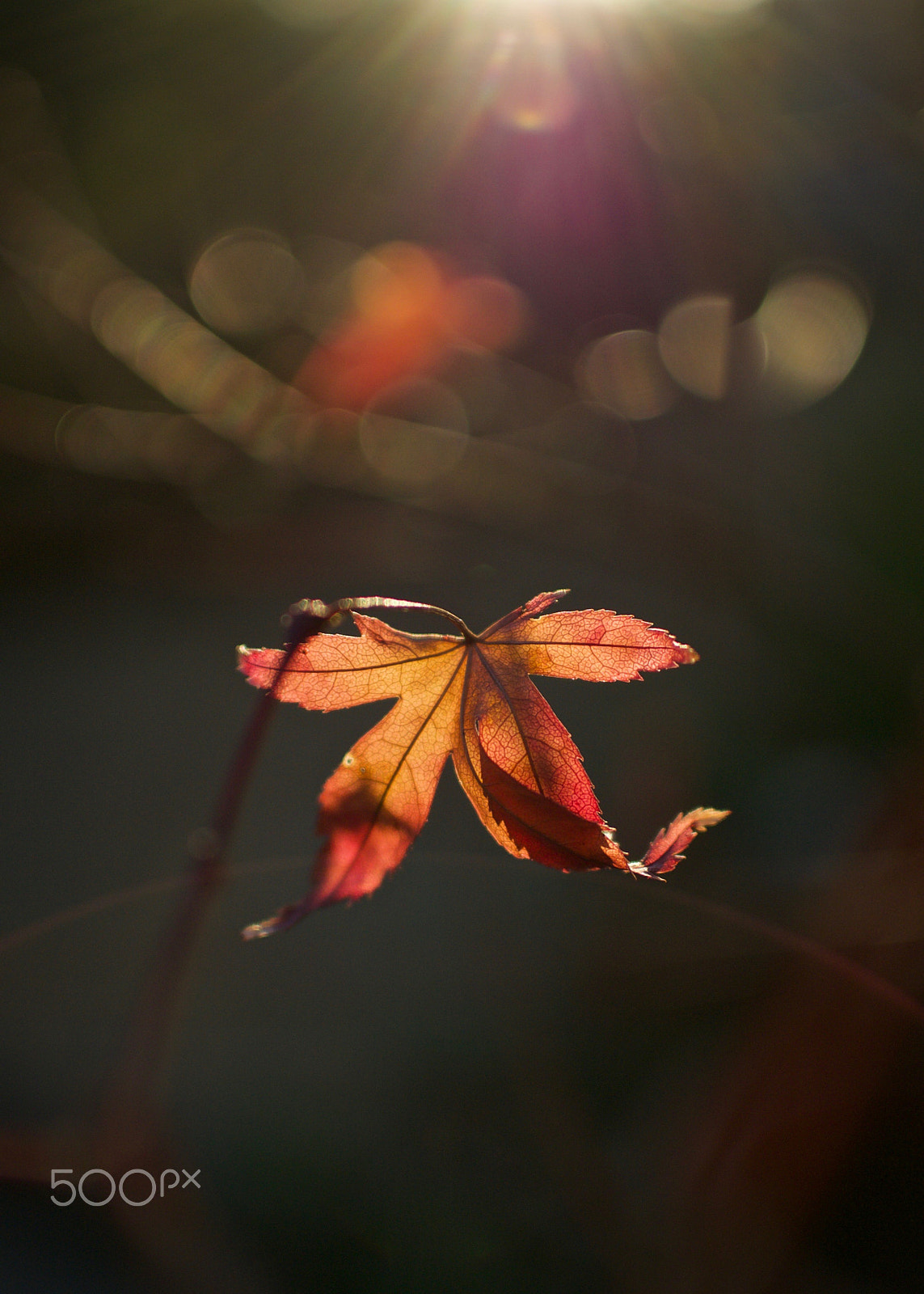Nikon 1 J2 sample photo. Maple leaf photography