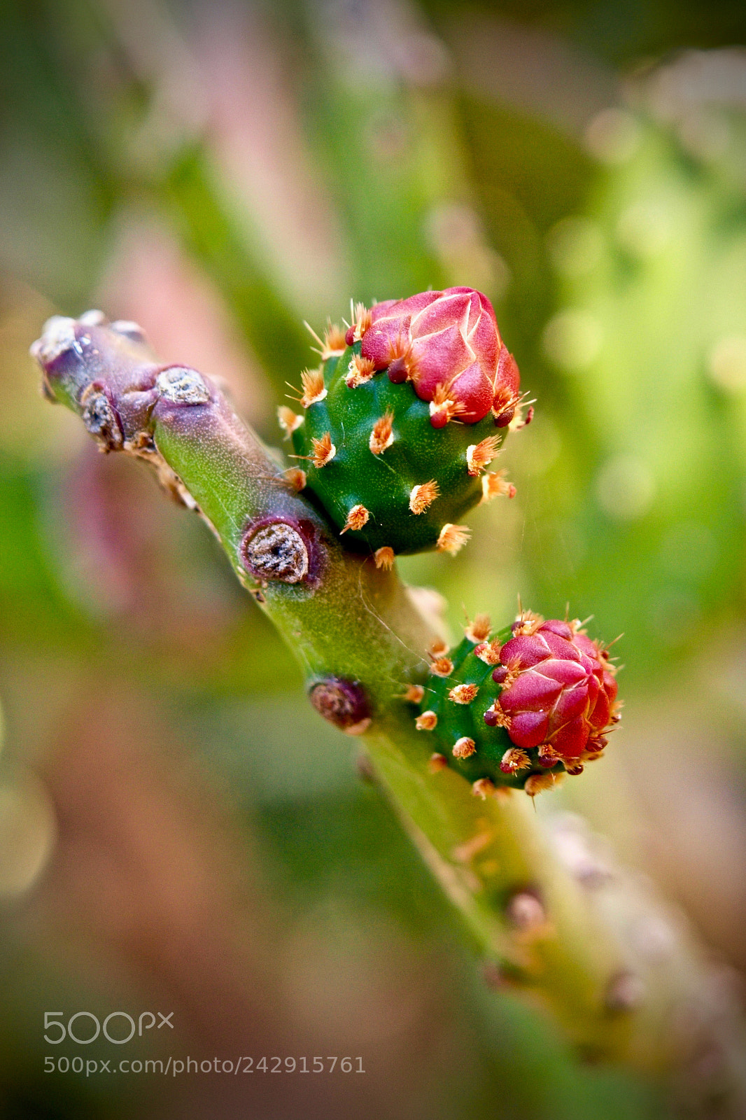 Olympus E-30 sample photo. "desert beauty" photography