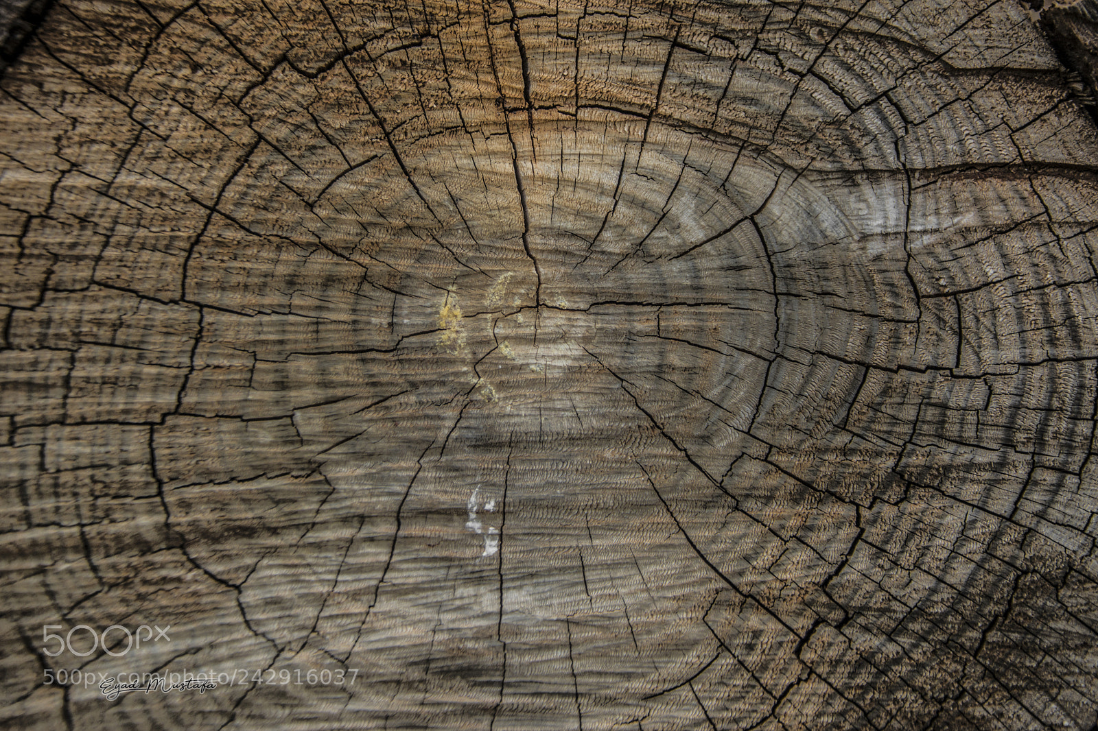 Nikon D7100 sample photo. Loops hold a tree photography