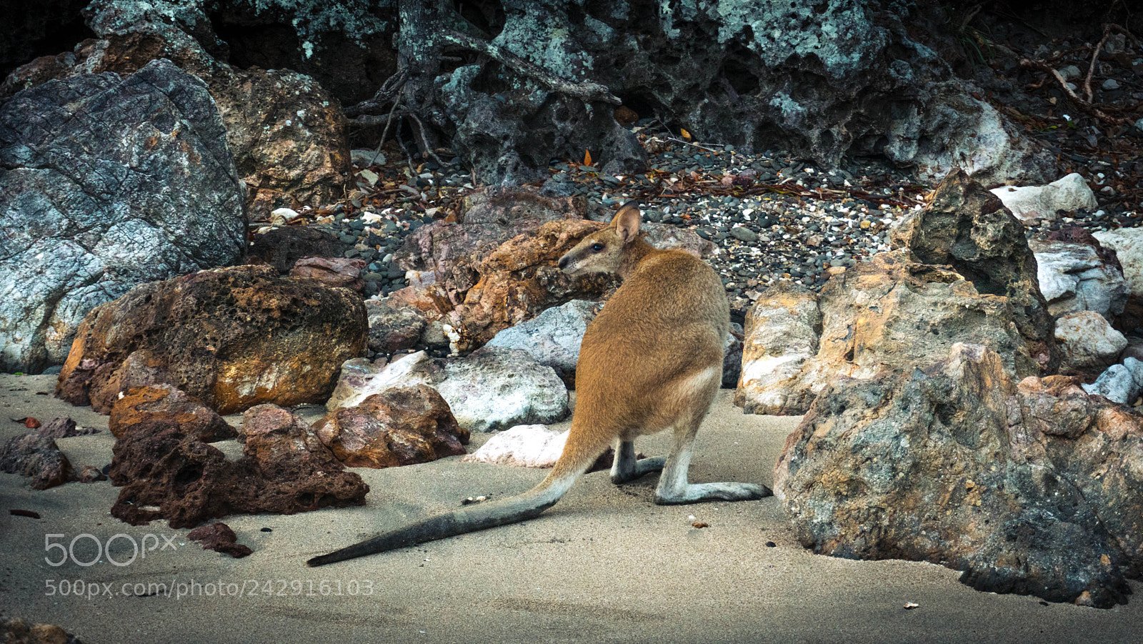 Sony a6300 sample photo. Cape hillsborough photography