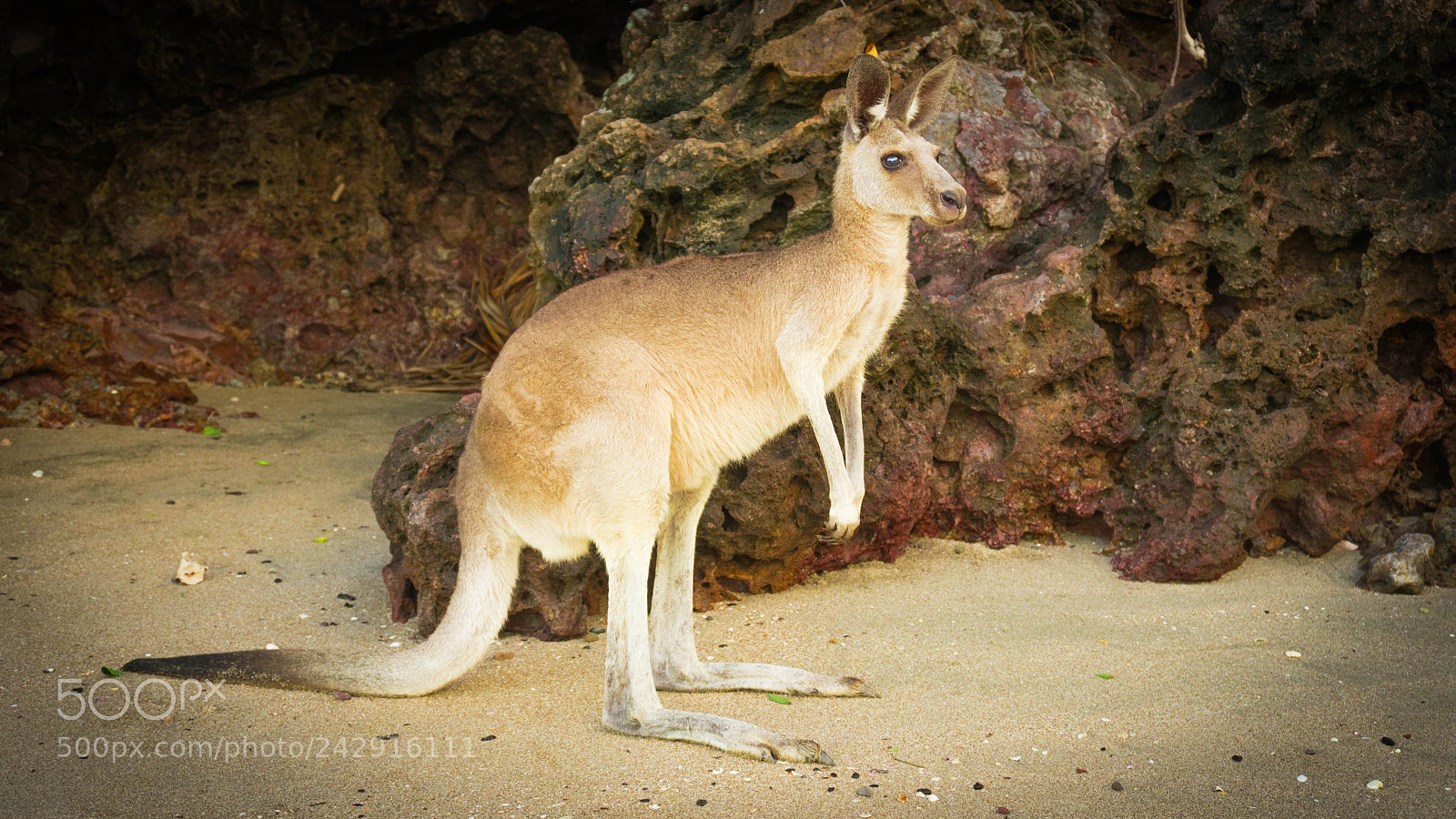 Sony a6300 sample photo. Cape hillsborough photography
