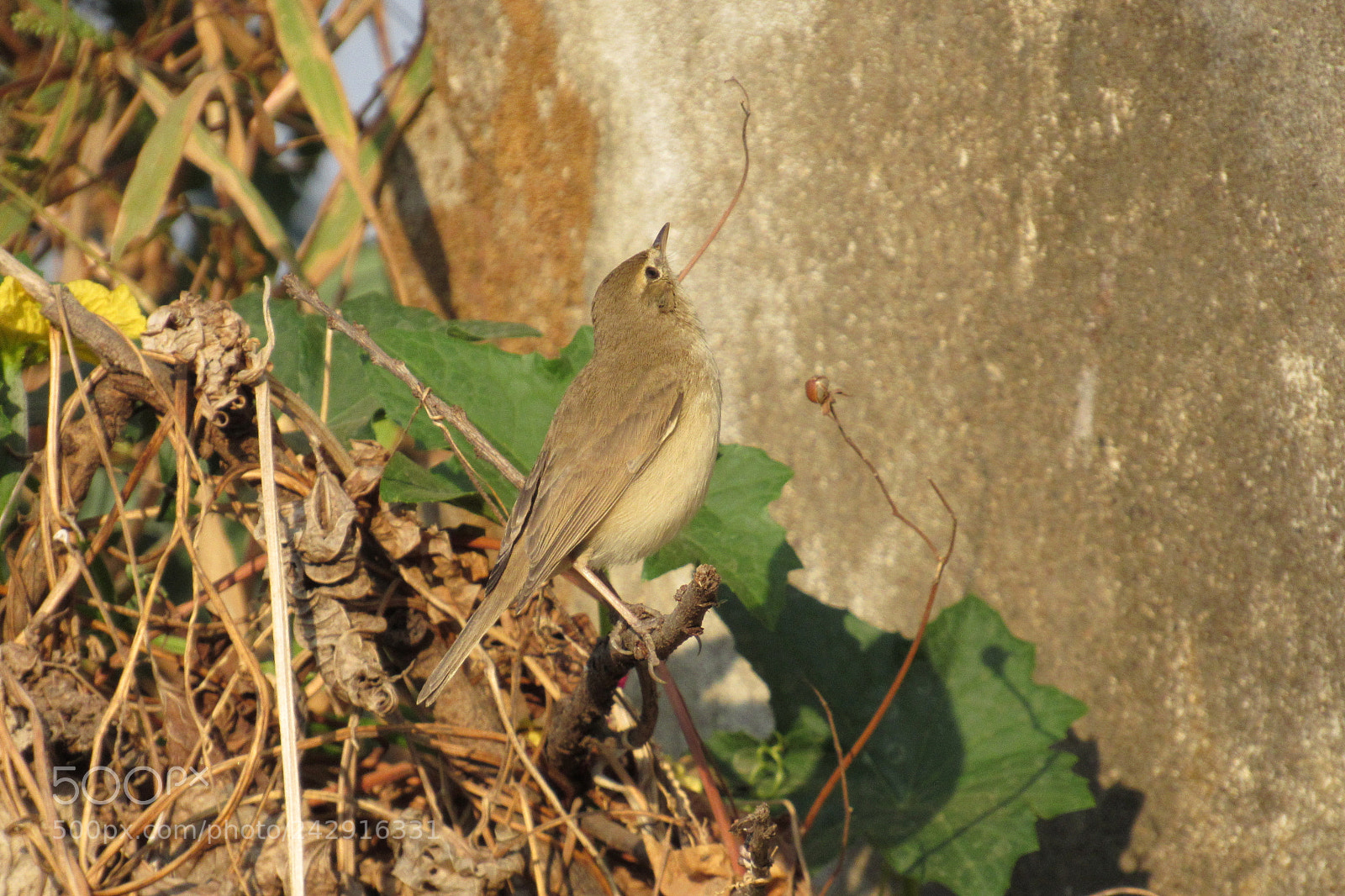 Canon PowerShot SX520 HS sample photo. Baby bird  sparrow photography