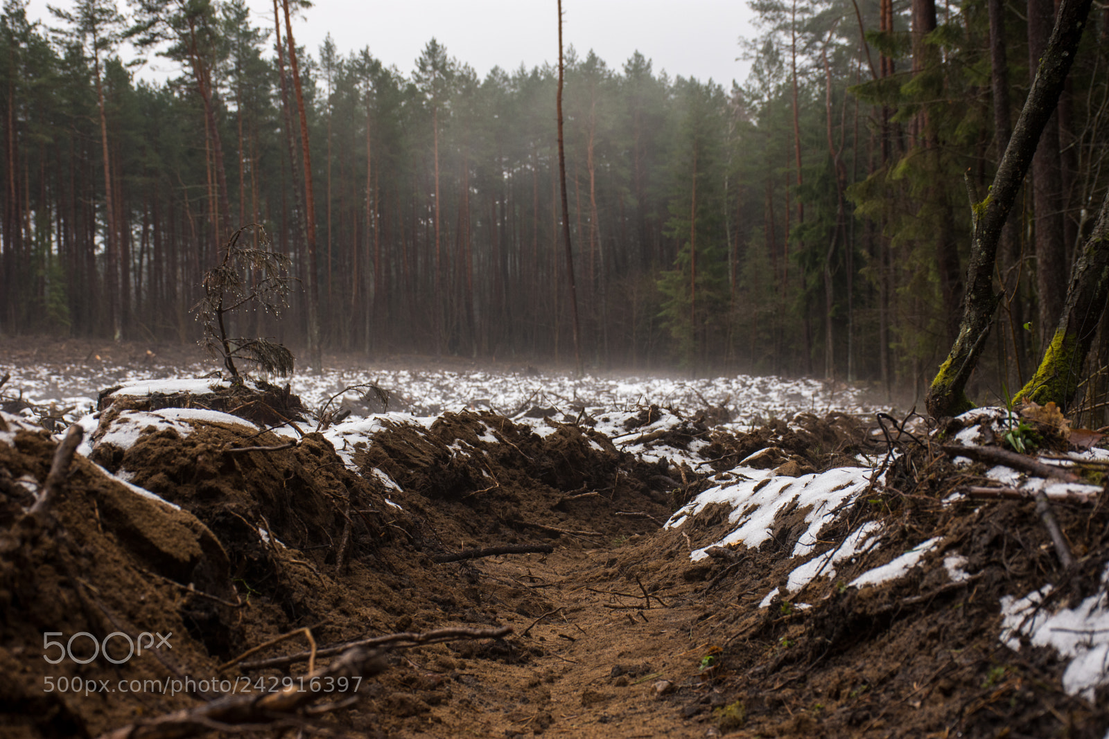 Nikon D7200 sample photo. Mysterious fog photography