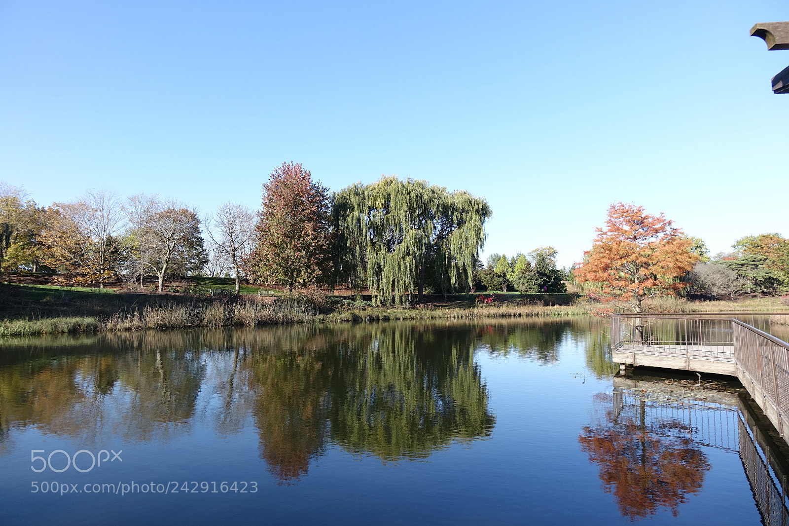 Sony Cyber-shot DSC-RX10 sample photo. Japanese weeping willow photography
