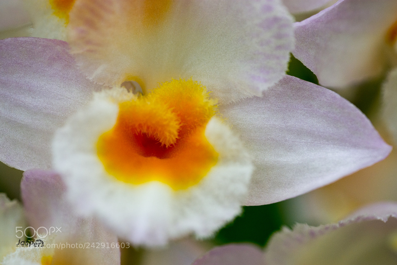 Nikon D7200 sample photo. Orchid photography