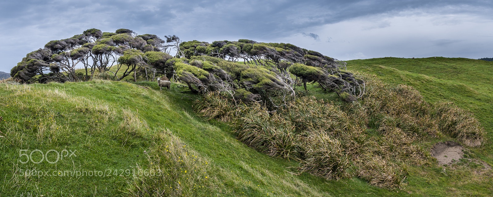 Olympus OM-D E-M1 Mark II sample photo. Sheep between kanuka and photography