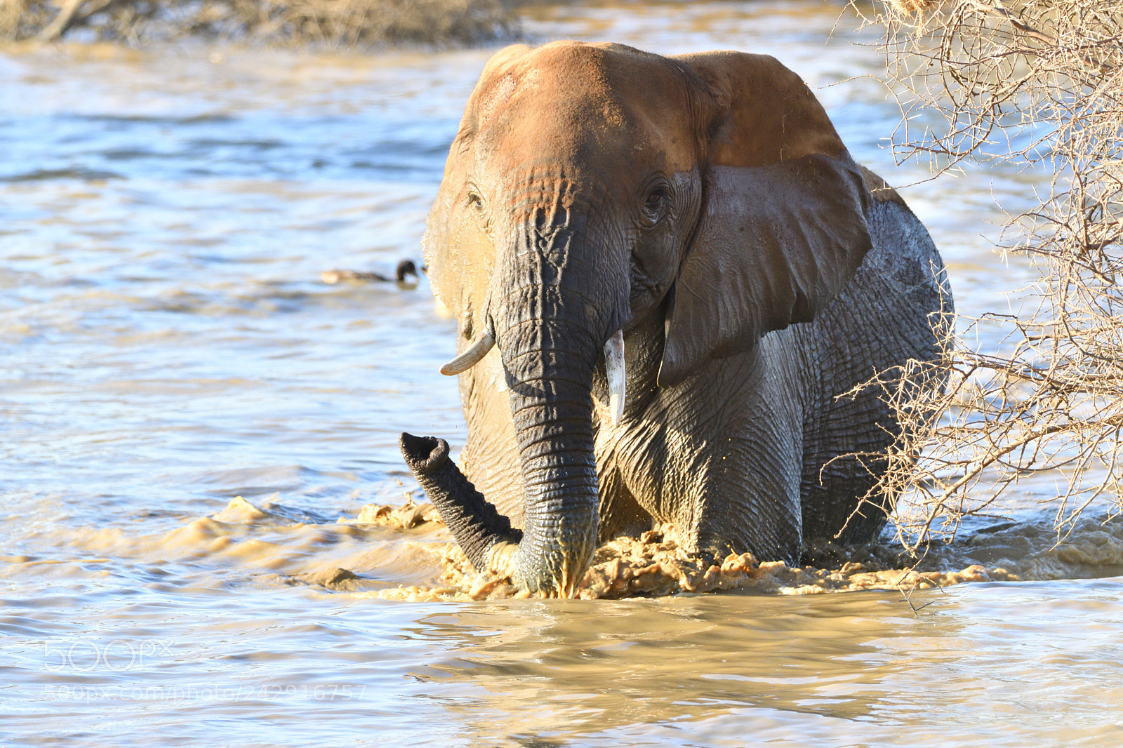 Nikon D500 sample photo. Light & shade _ elephant photography