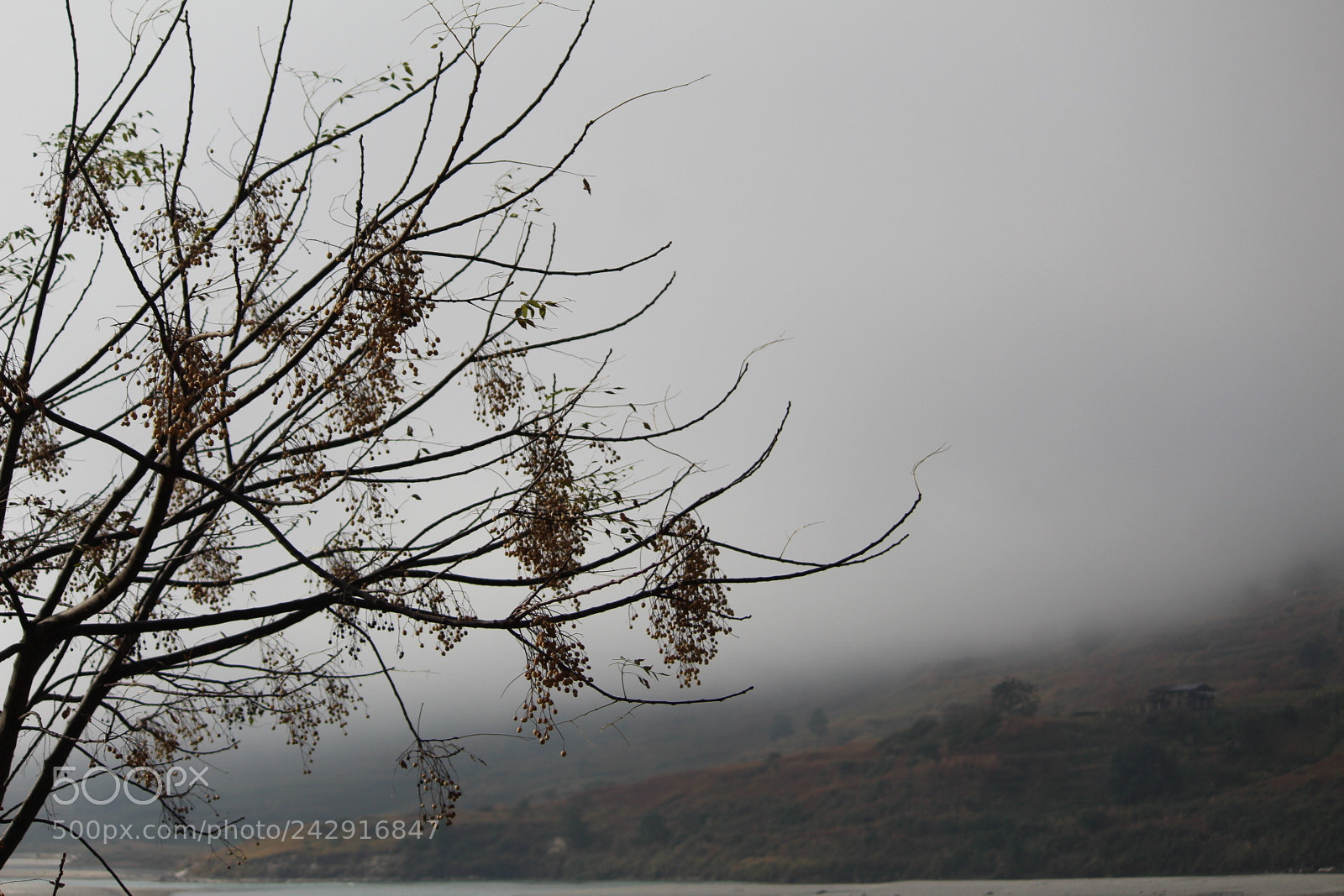Canon EF-S 55-250mm F4-5.6 IS II sample photo. Misty morning photography