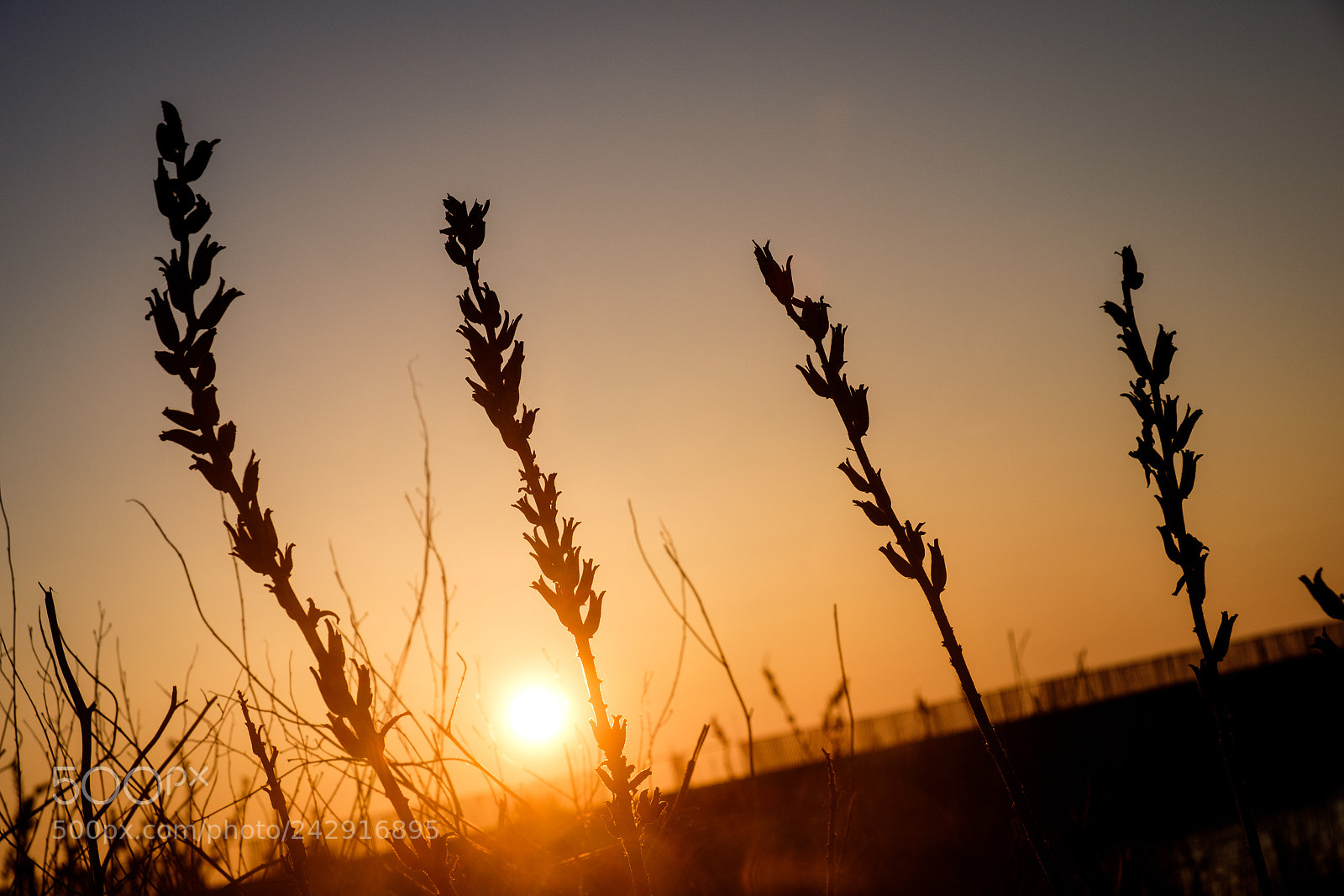 Fujifilm X-T20 sample photo. Good morning photography
