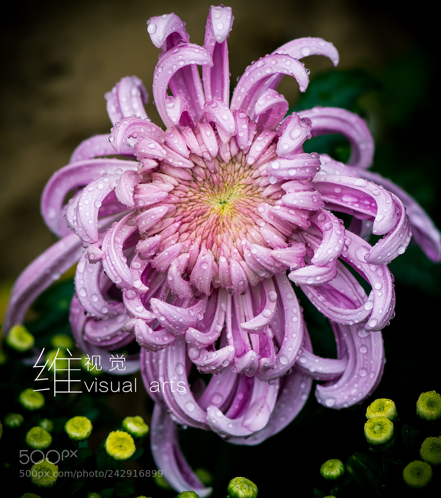 Nikon D800 sample photo. 菊 photography
