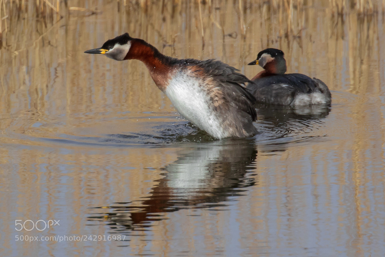 Canon EOS 7D Mark II sample photo. Red-necked grebes photography
