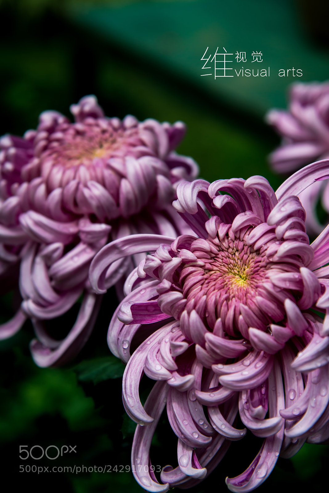 Nikon D800 sample photo. 菊 photography