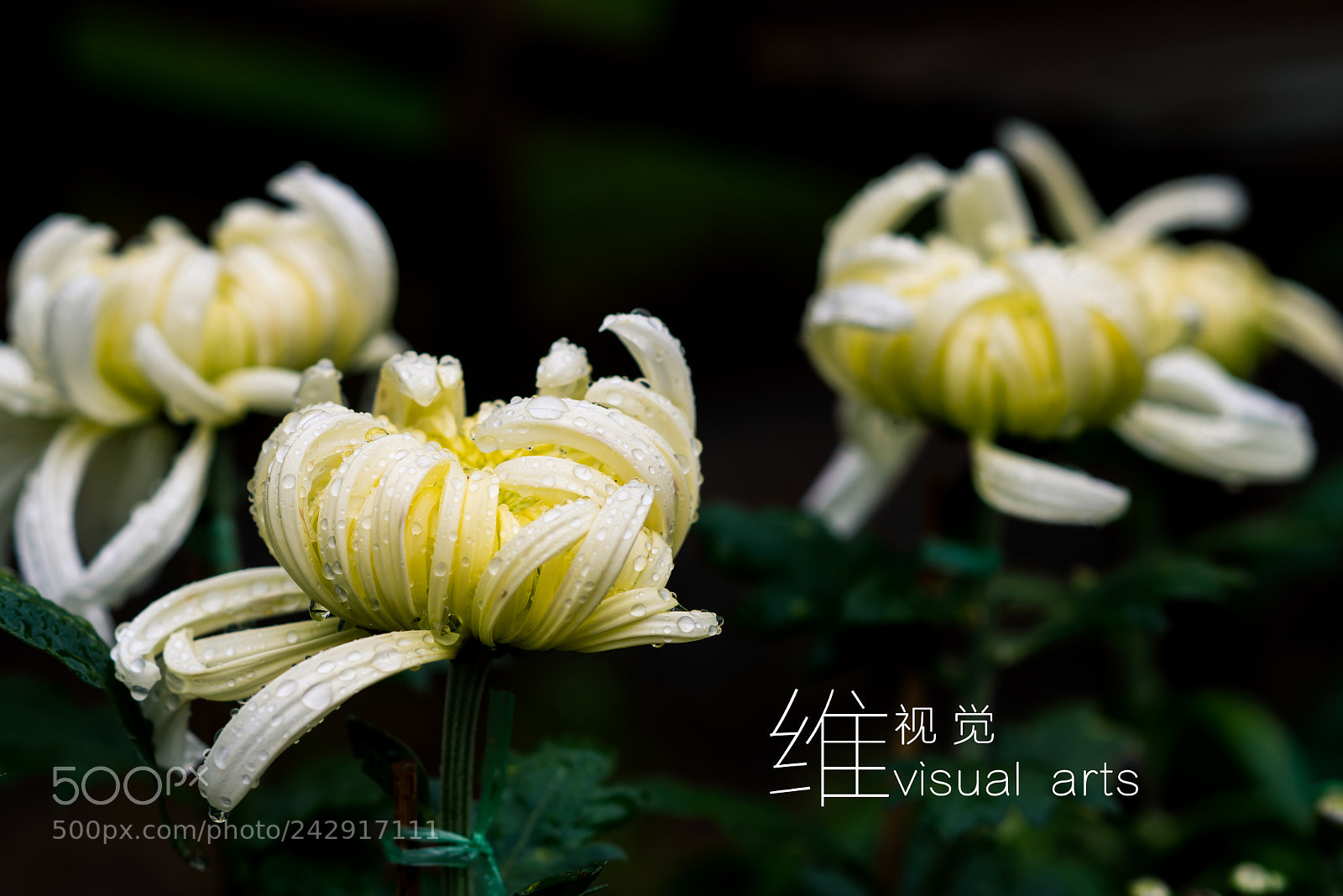 Nikon D800 sample photo. 菊 photography
