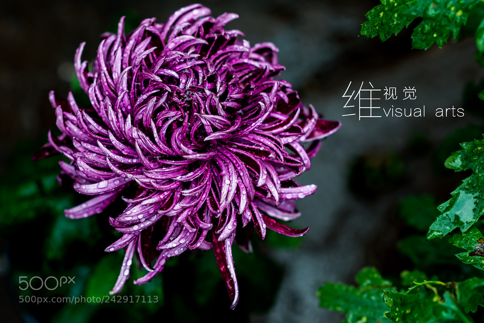 Nikon D800 sample photo. 菊 photography