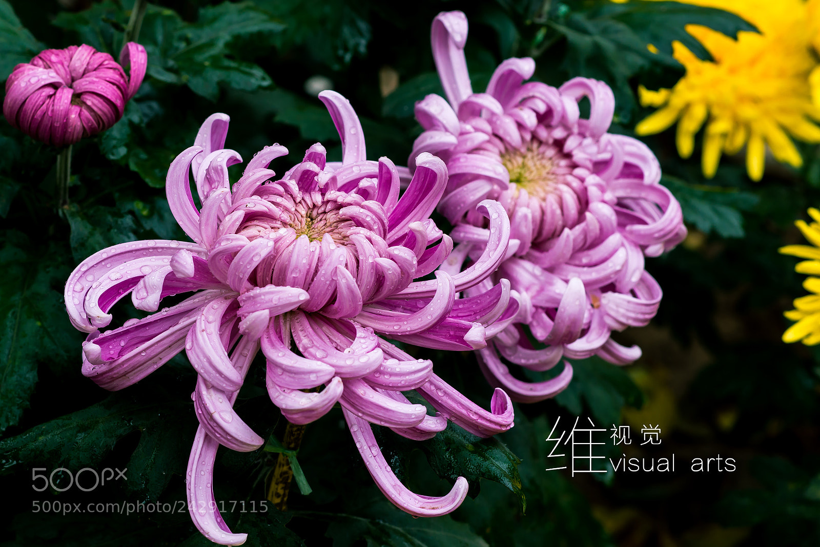 Nikon D800 sample photo. 菊 photography