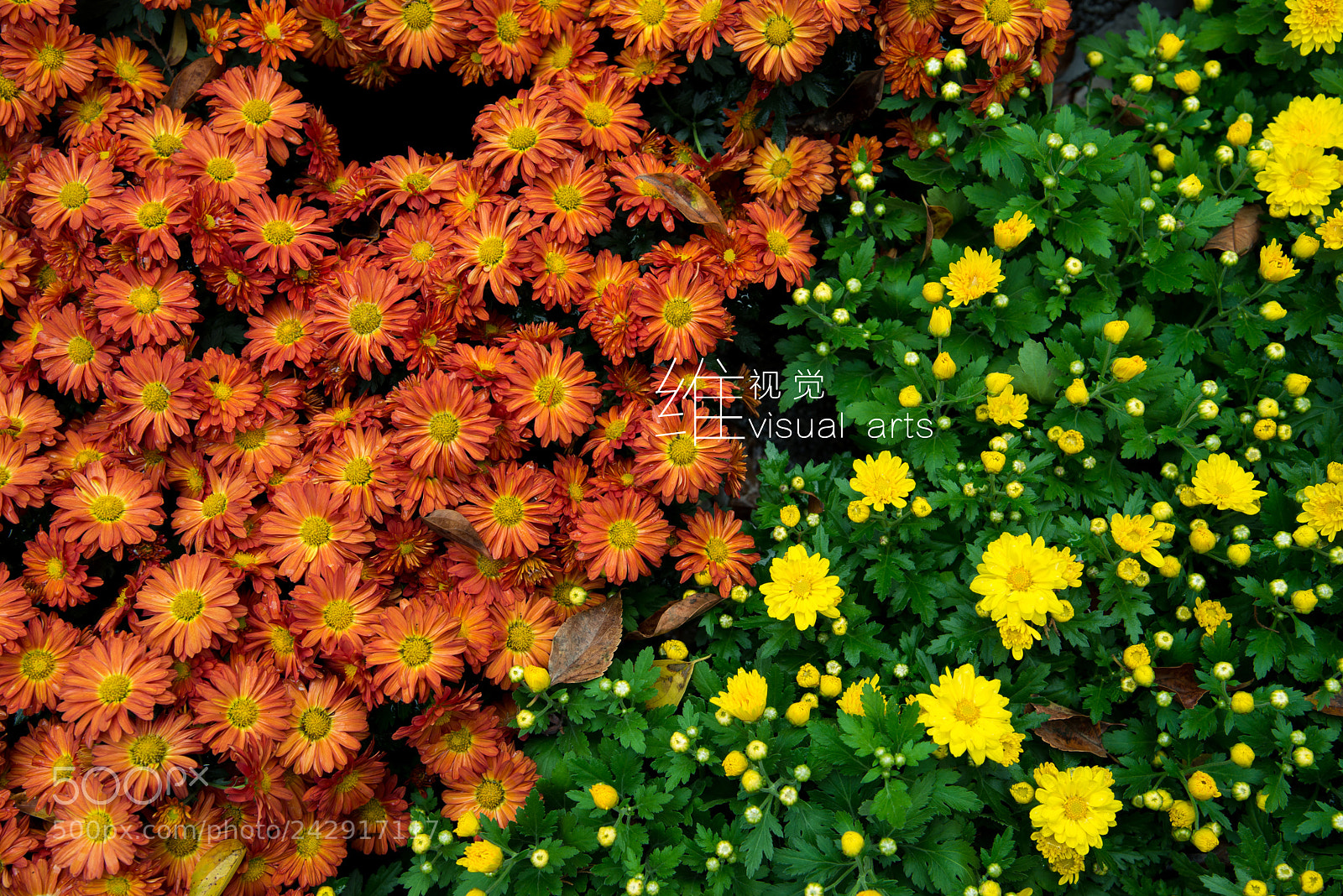 Nikon D800 sample photo. 菊 photography