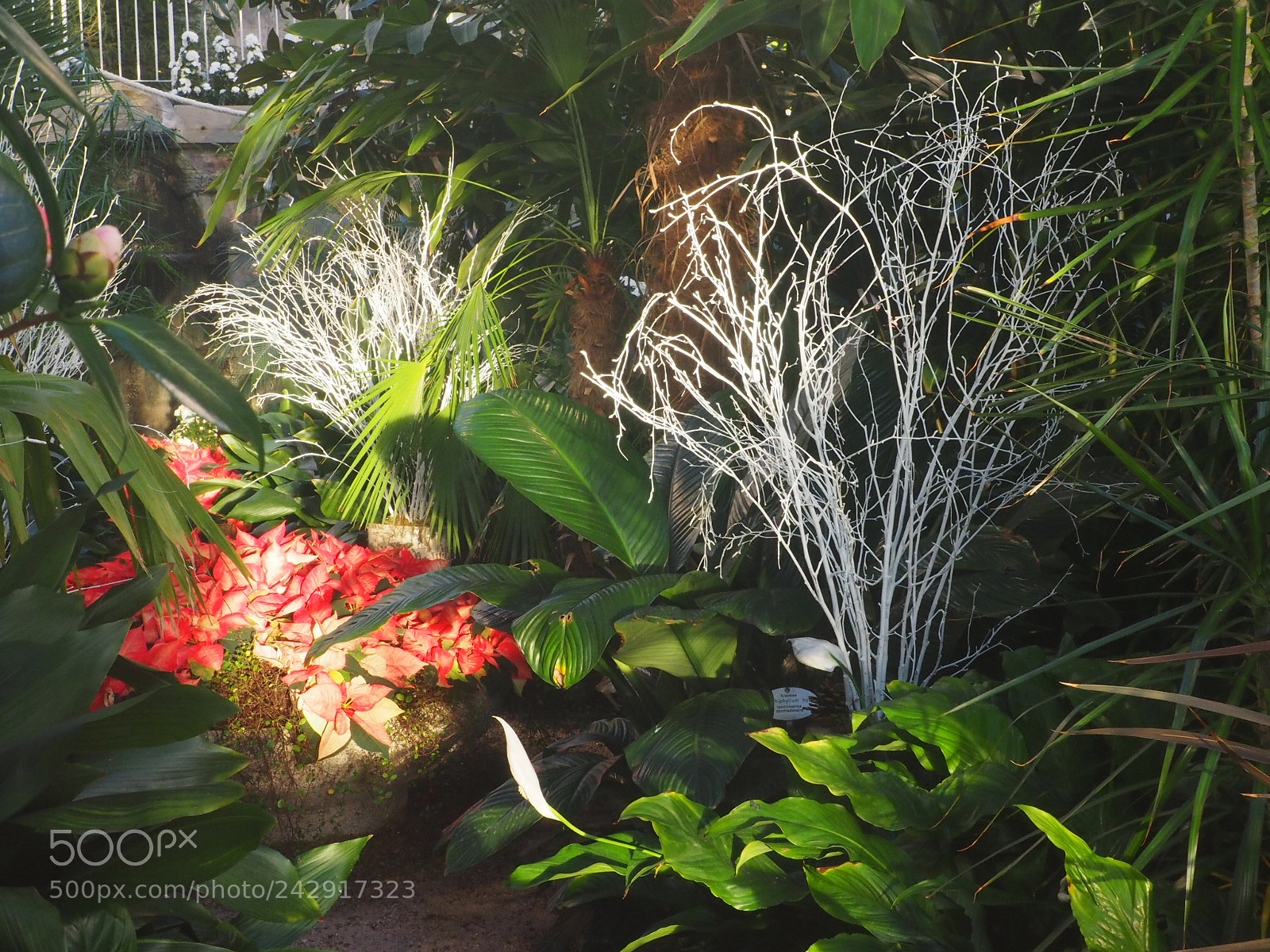 Olympus OM-D E-M10 II sample photo. Winter garden photography