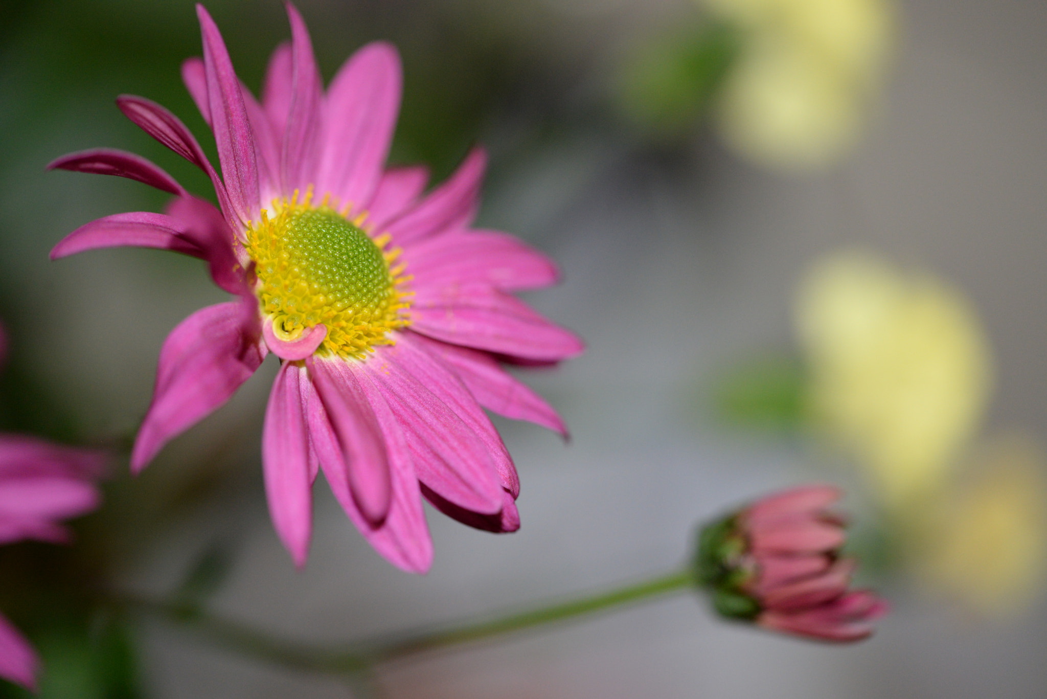 Sigma 105mm F2.8 EX DG OS HSM sample photo