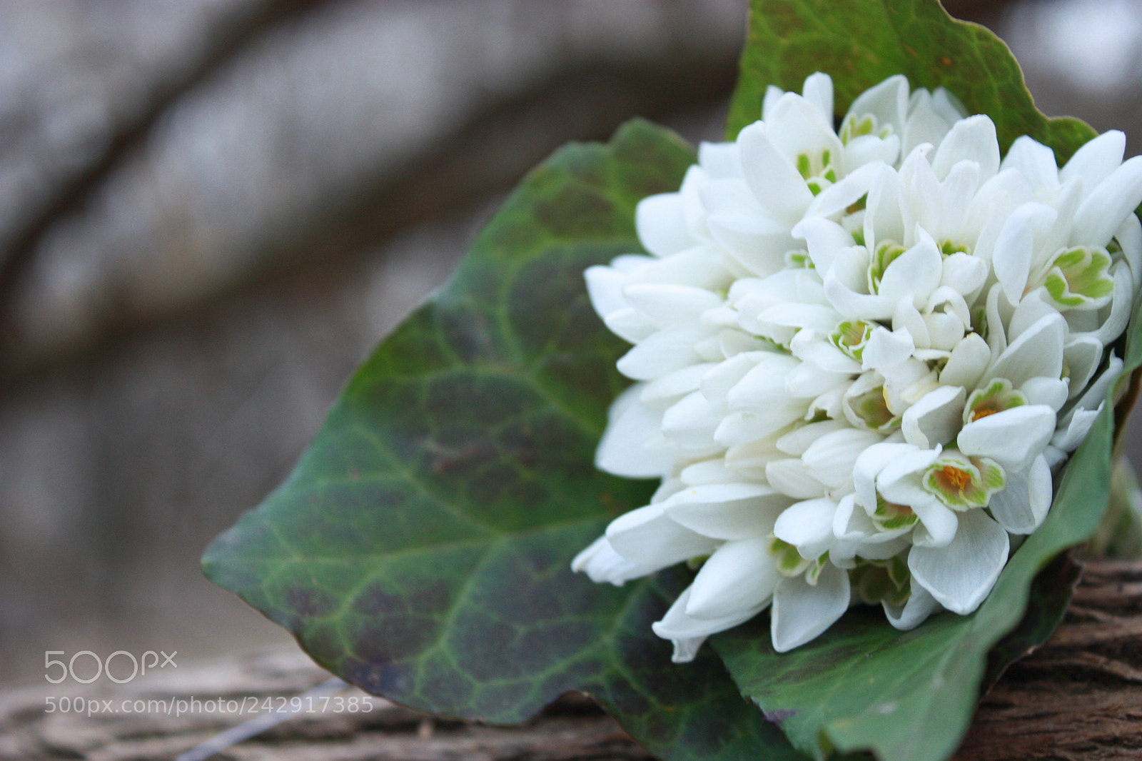 Canon EF-S 18-55mm F3.5-5.6 IS sample photo. Snowdrop photography