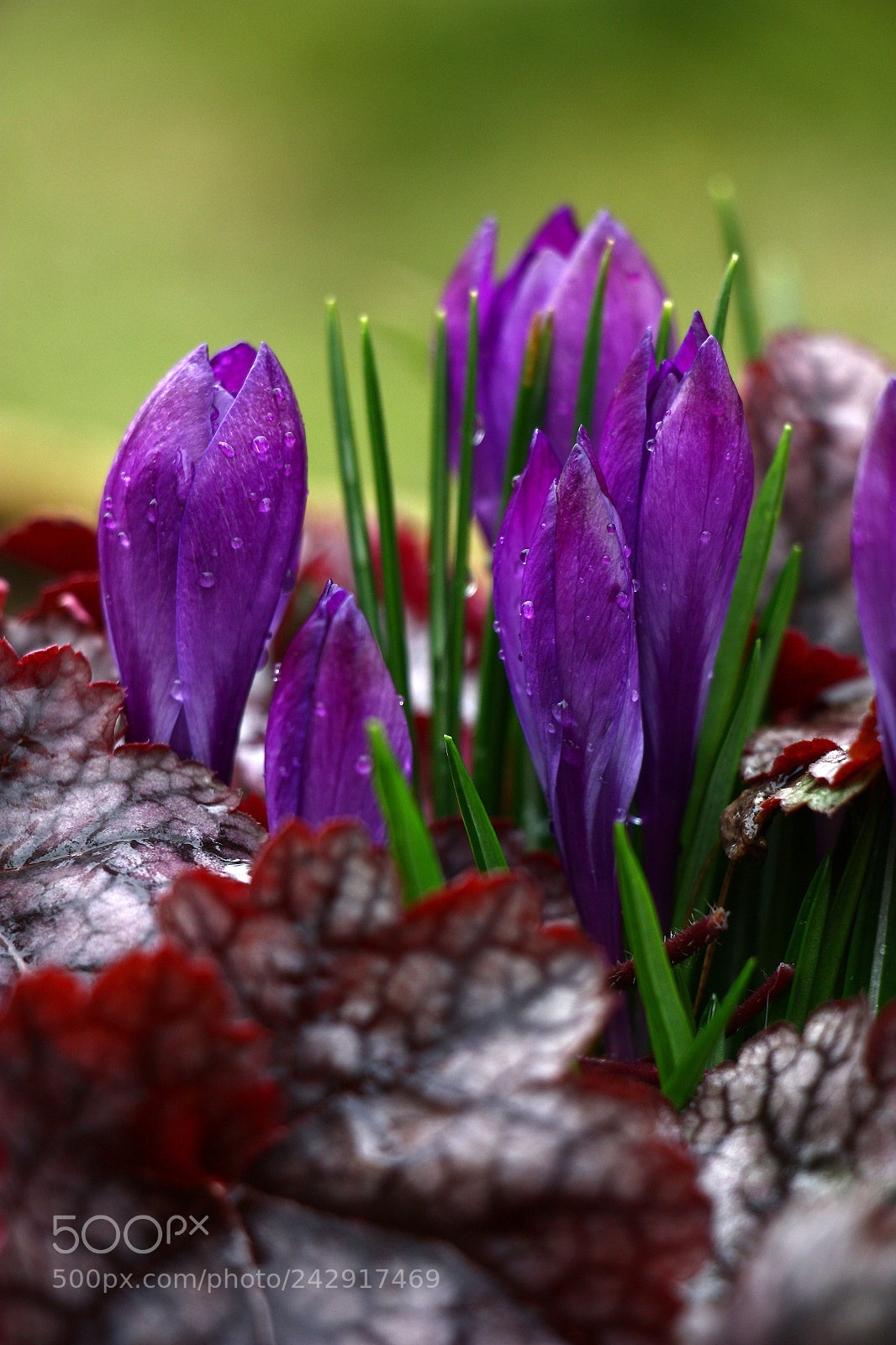 Canon EOS 450D (EOS Rebel XSi / EOS Kiss X2) sample photo. Crocuses and heuchera. photography