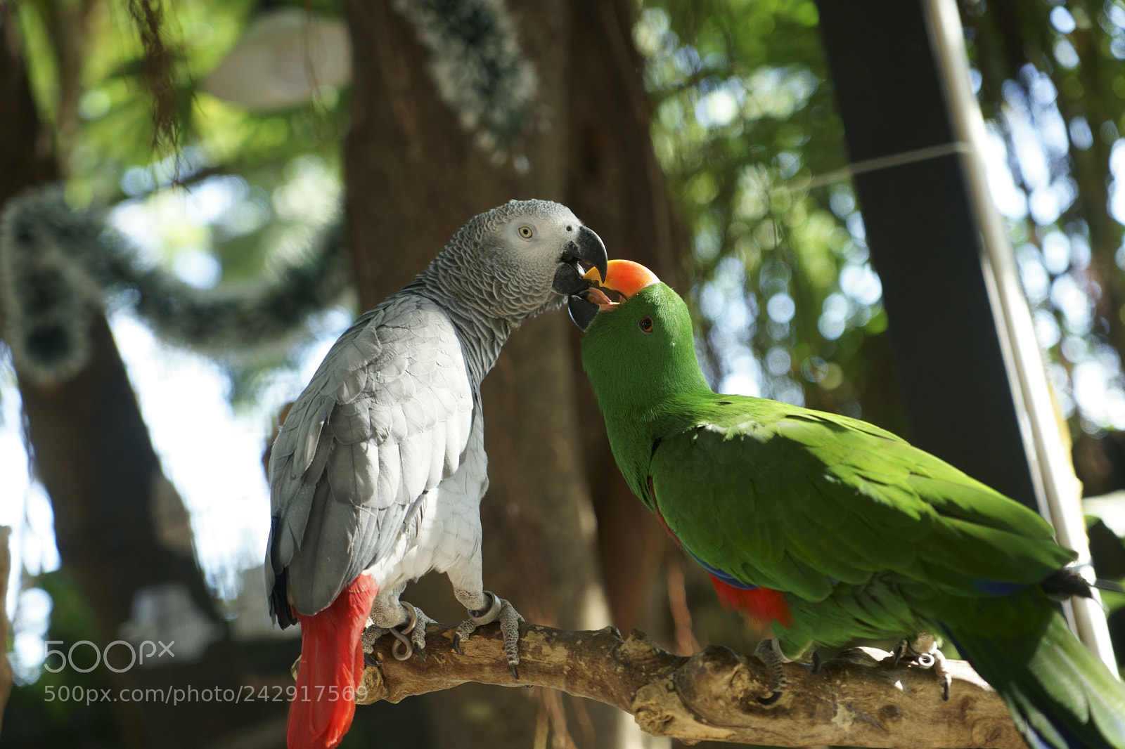 Sony a7 II sample photo. Parrots kissing :) photography