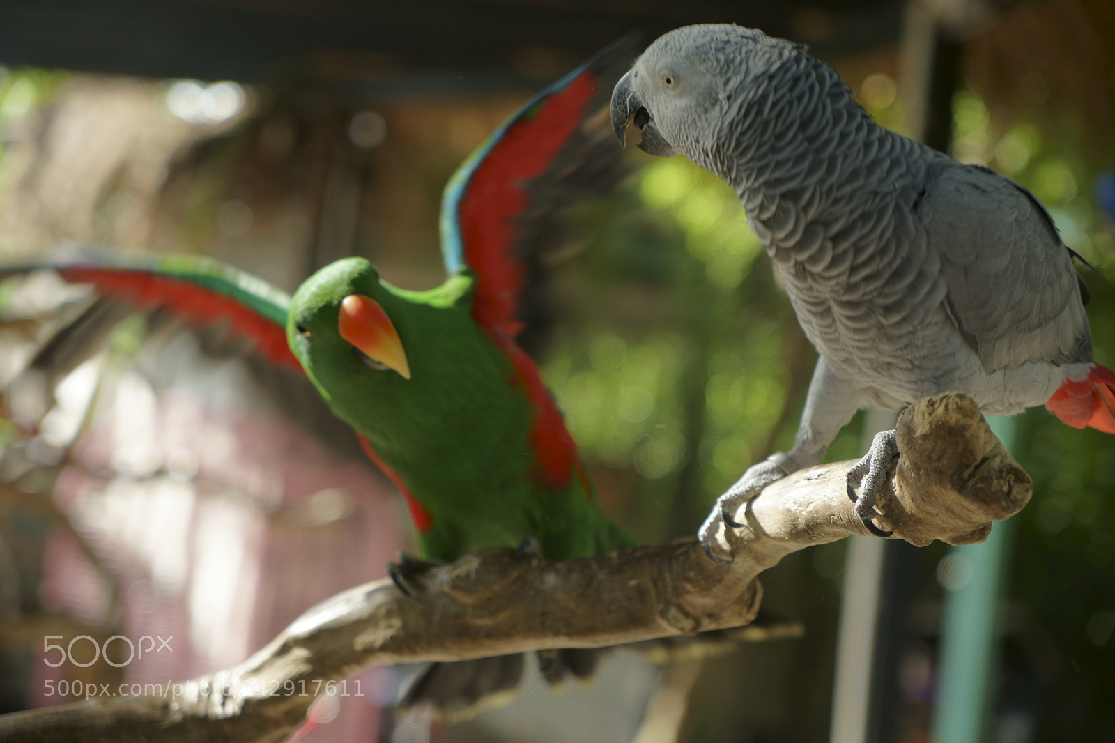 Sony a7 II sample photo. Parrots, please wait a photography