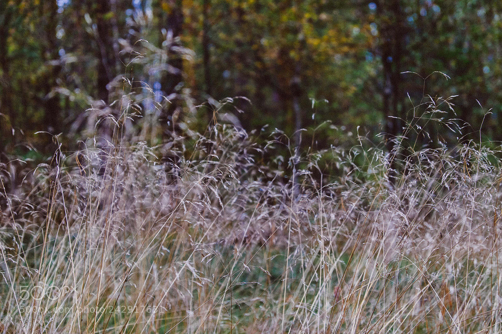 Fujifilm X-T1 sample photo. Grass photography