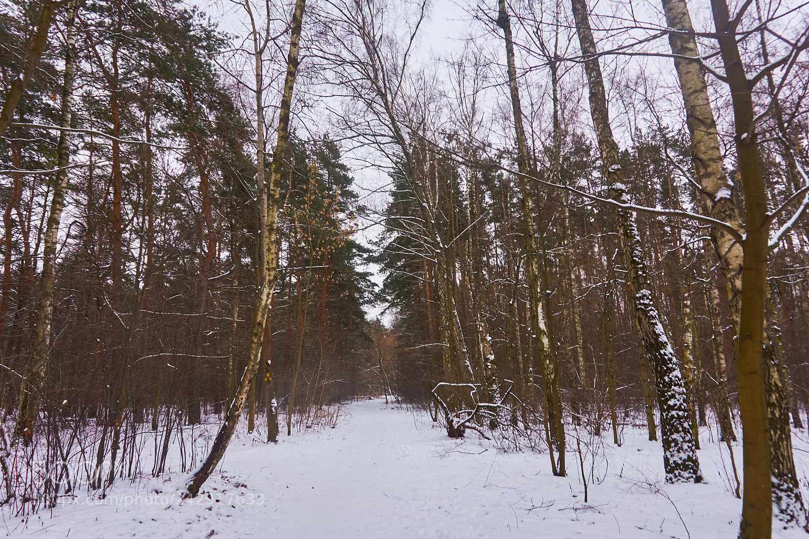 Sony a7 sample photo. In the winter photography