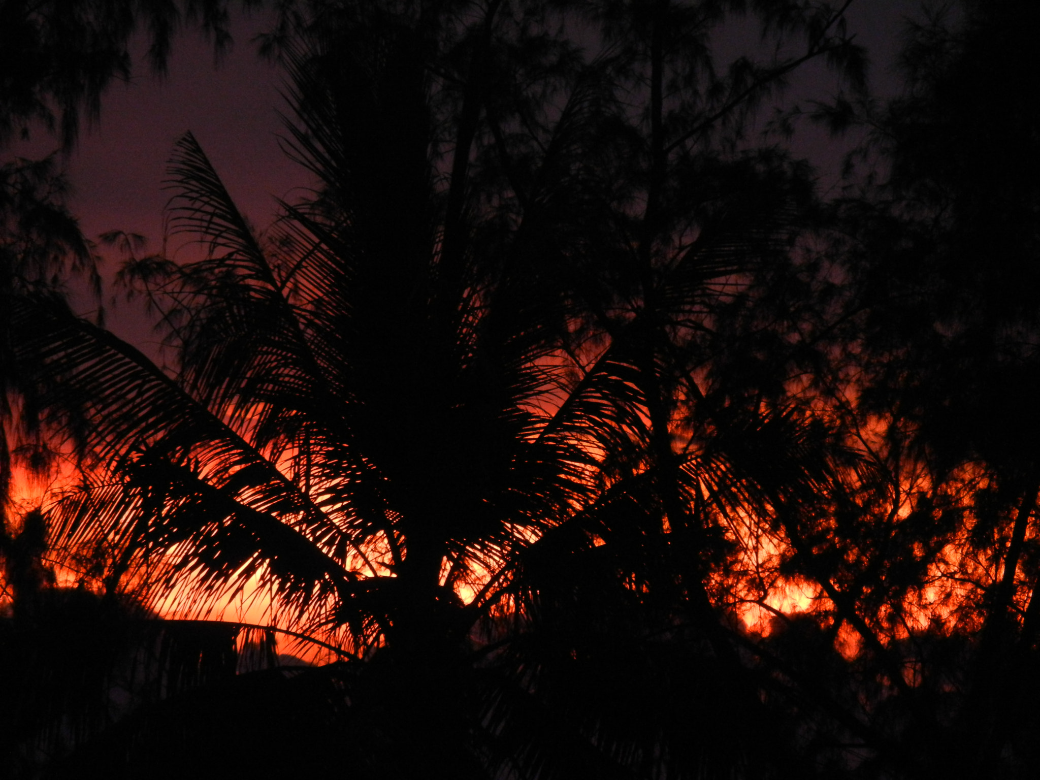 Nikon Coolpix S8100 sample photo. Palmier sur coucher de soleil photography