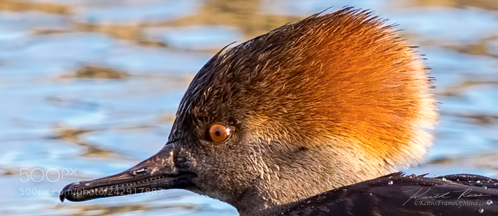 Canon EOS-1D X Mark II sample photo. Hooded merganser female photography