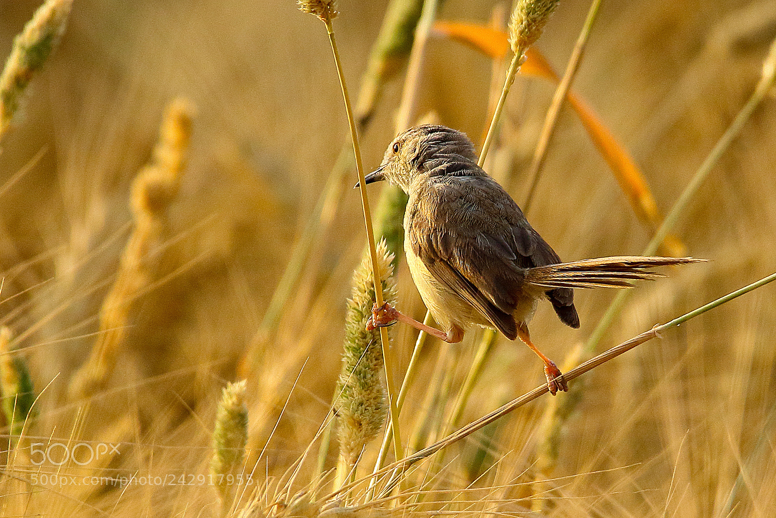 Canon EOS 7D Mark II sample photo. Plain prinia - little photography