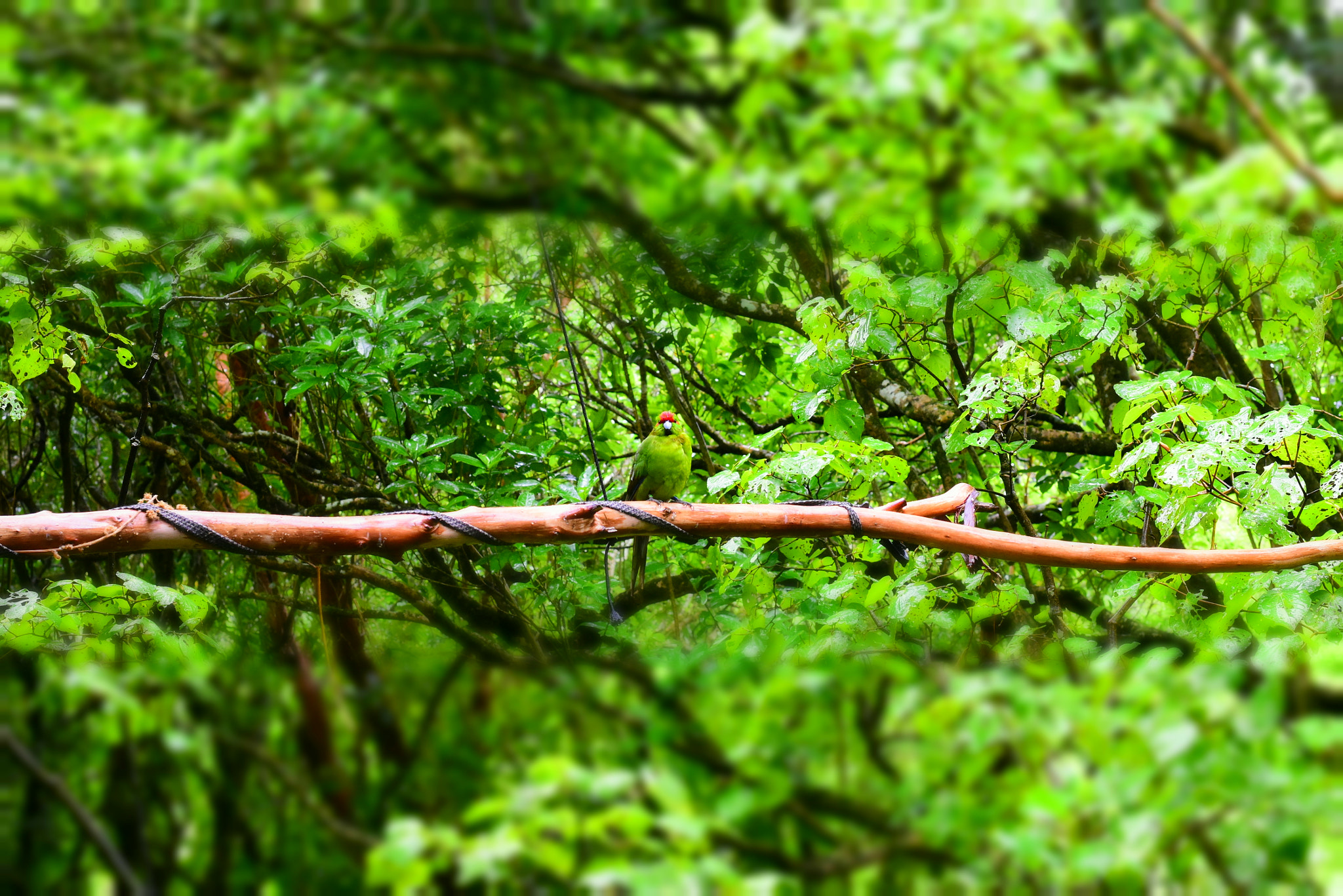 Nikon D5500 + Nikon AF-S Nikkor 50mm F1.8G sample photo. Got ya! photography
