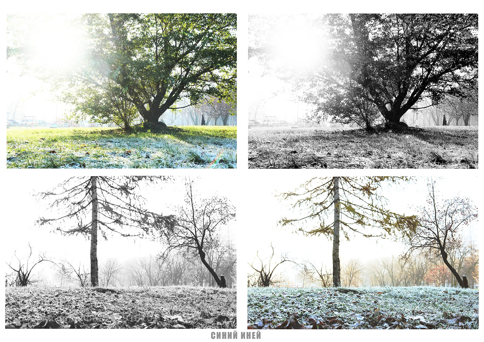 Fujifilm X-Pro1 sample photo. Blue frost photography