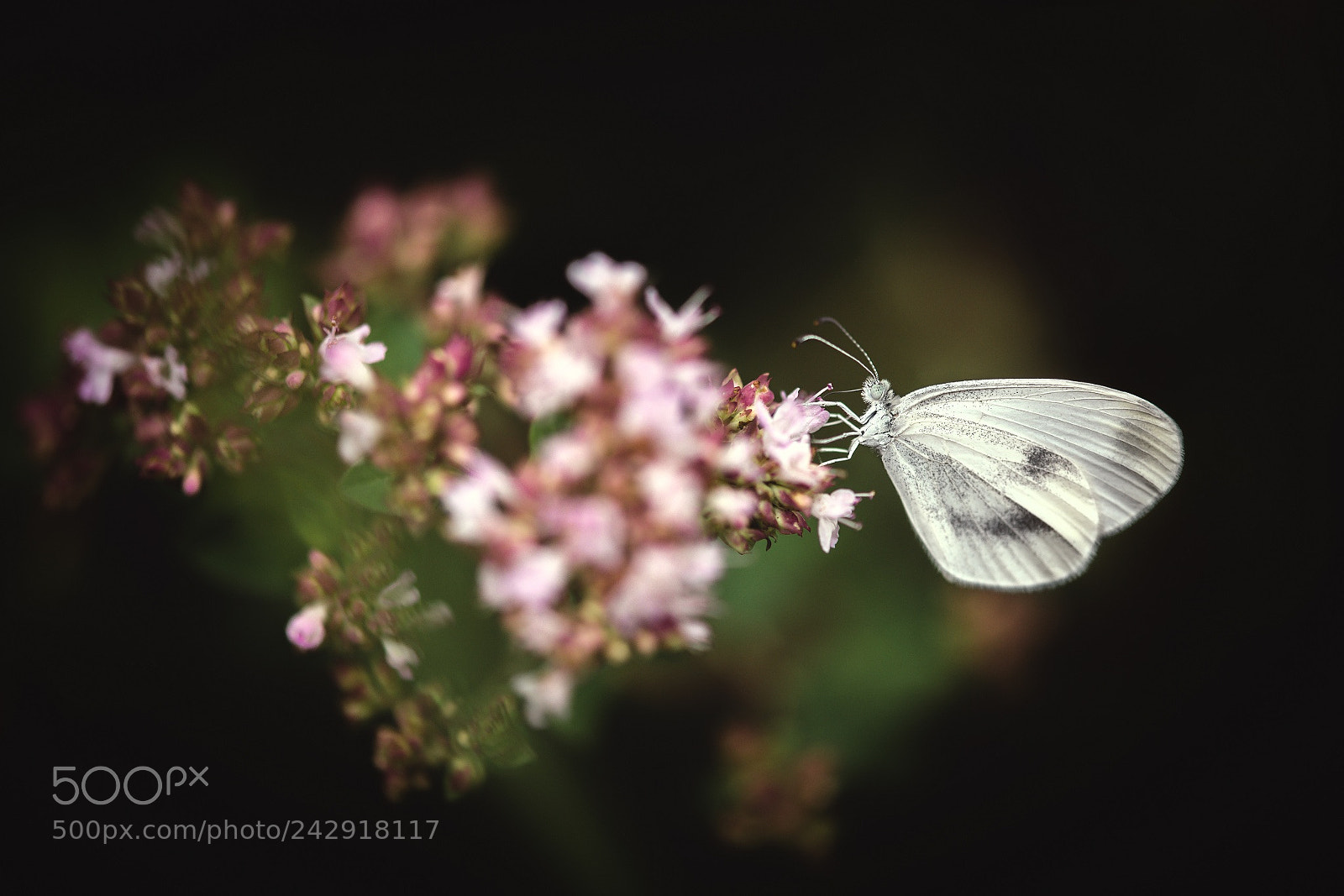 Nikon D800E sample photo. Another leptidea sinapsis pi photography