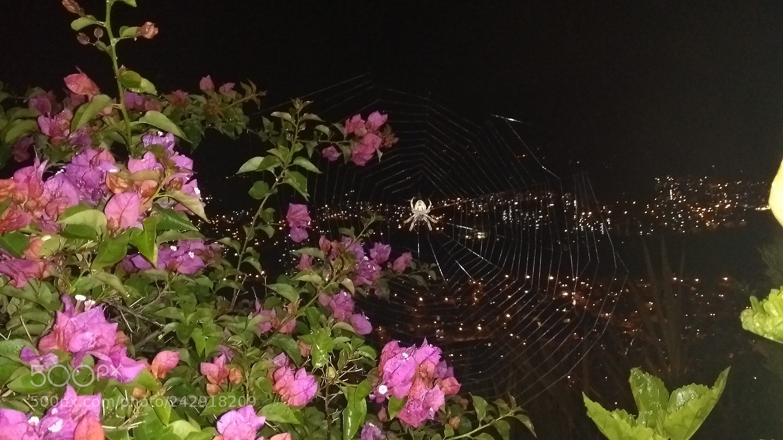 Motorola Moto G (5th Gen) sample photo. Untitled photography