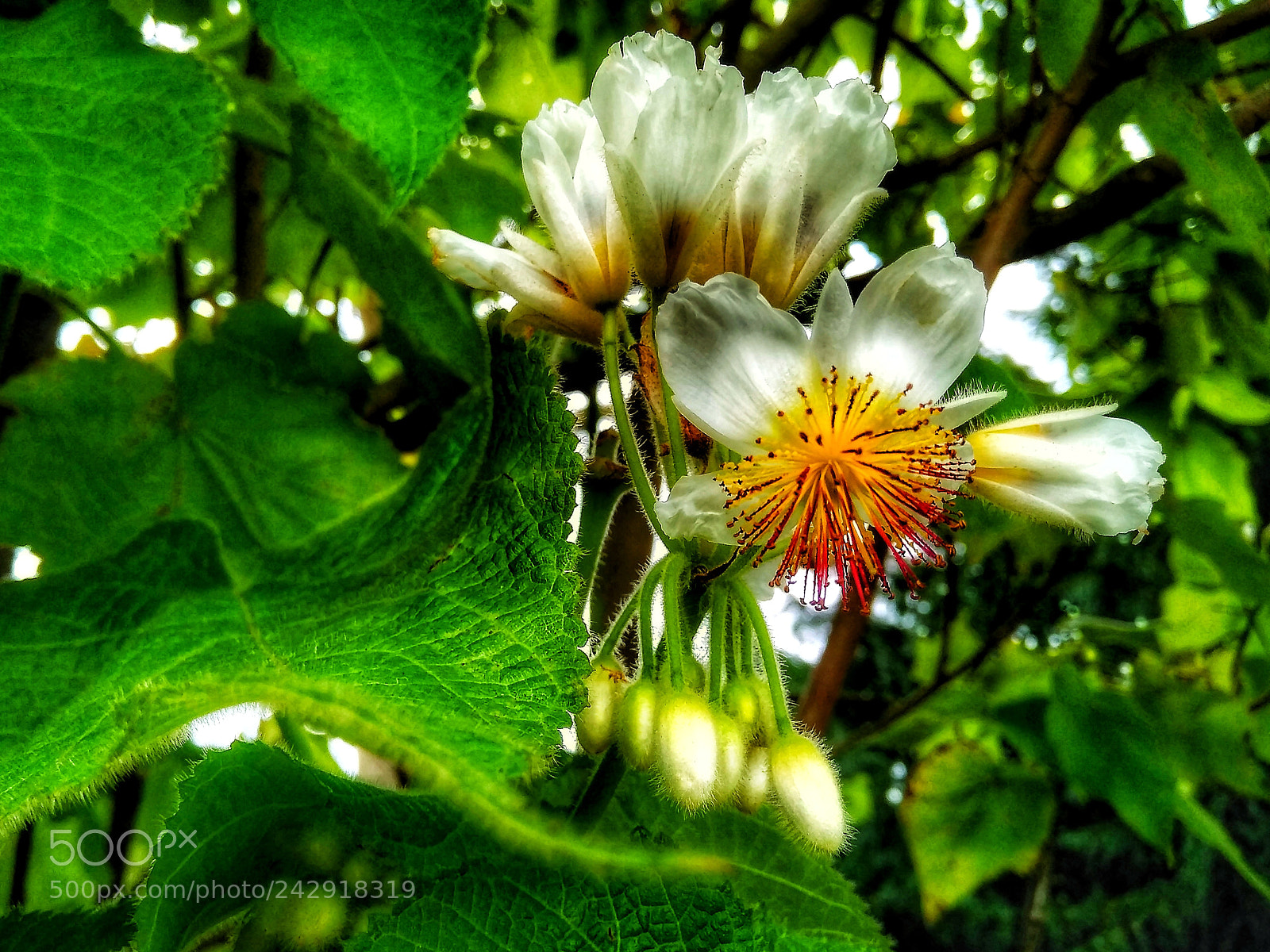 Xiaomi Redmi 4 Pro sample photo. Advancement of spring photography