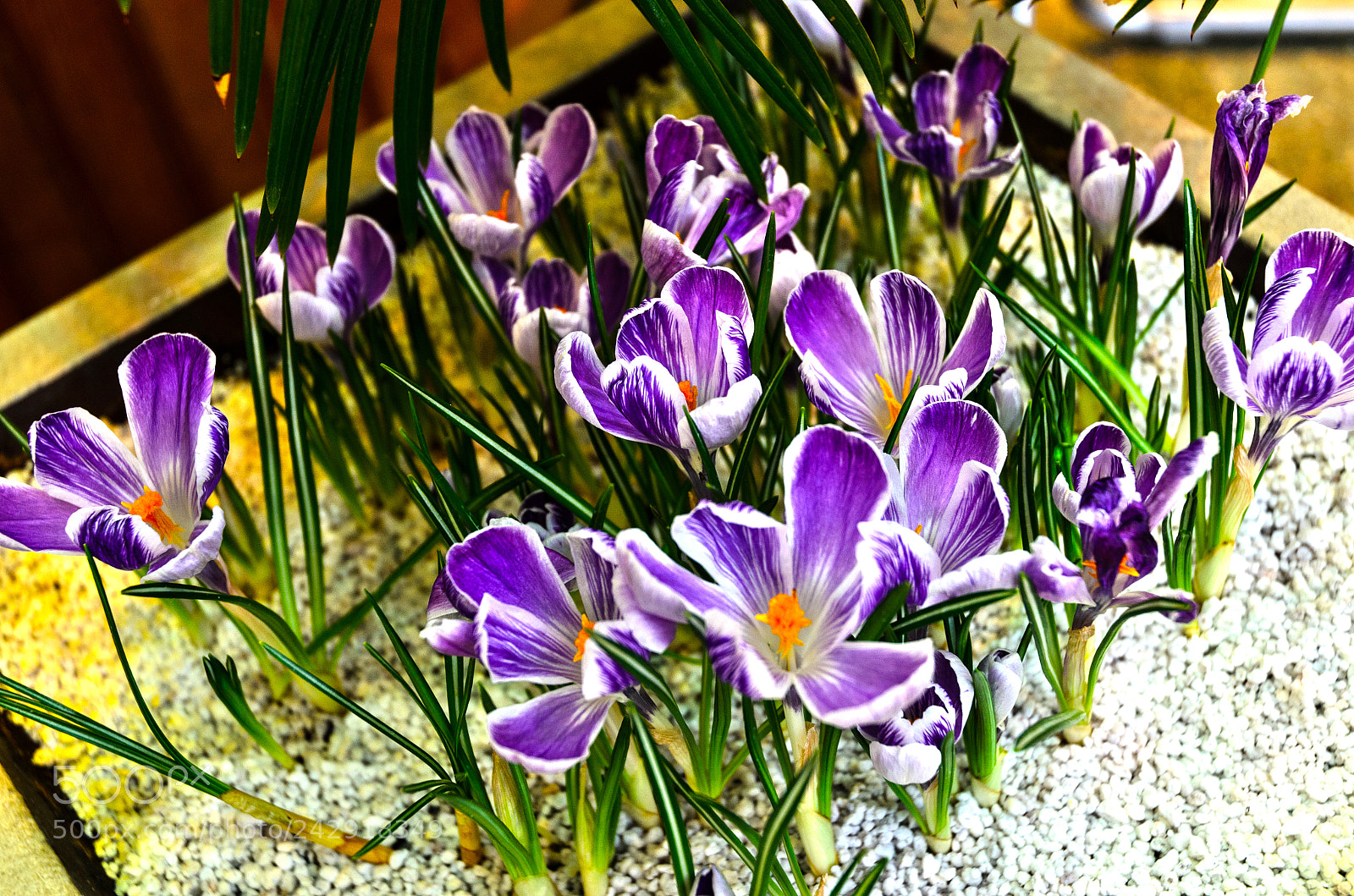 Nikon D5100 sample photo. 279 photography