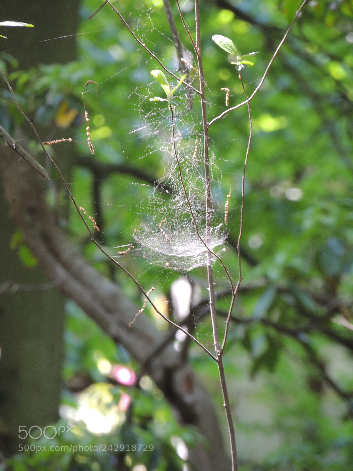 Nikon Coolpix P510 sample photo. Spider silk! photography