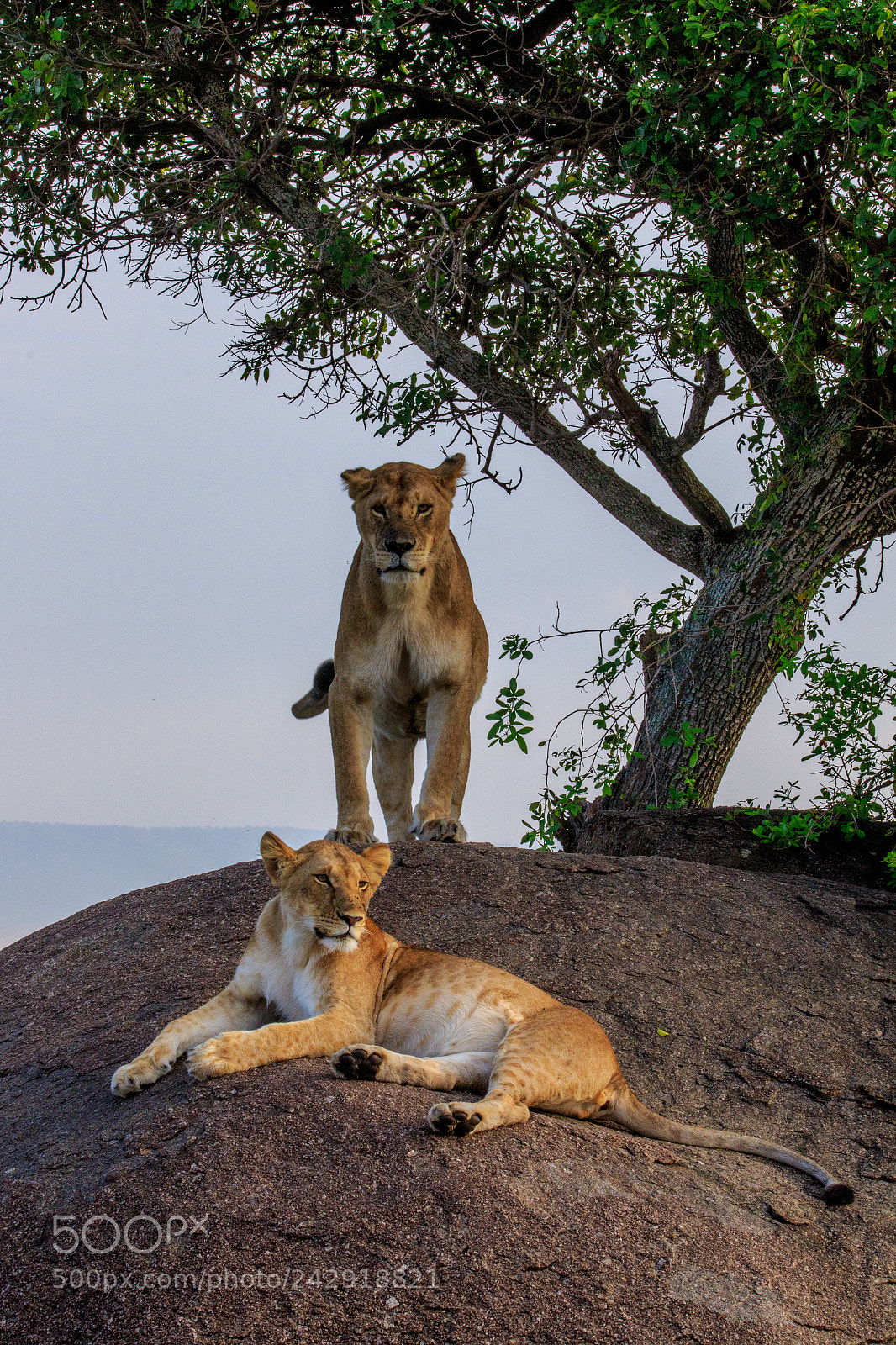 Canon EOS 7D Mark II sample photo. Tanzania - serengeti photography