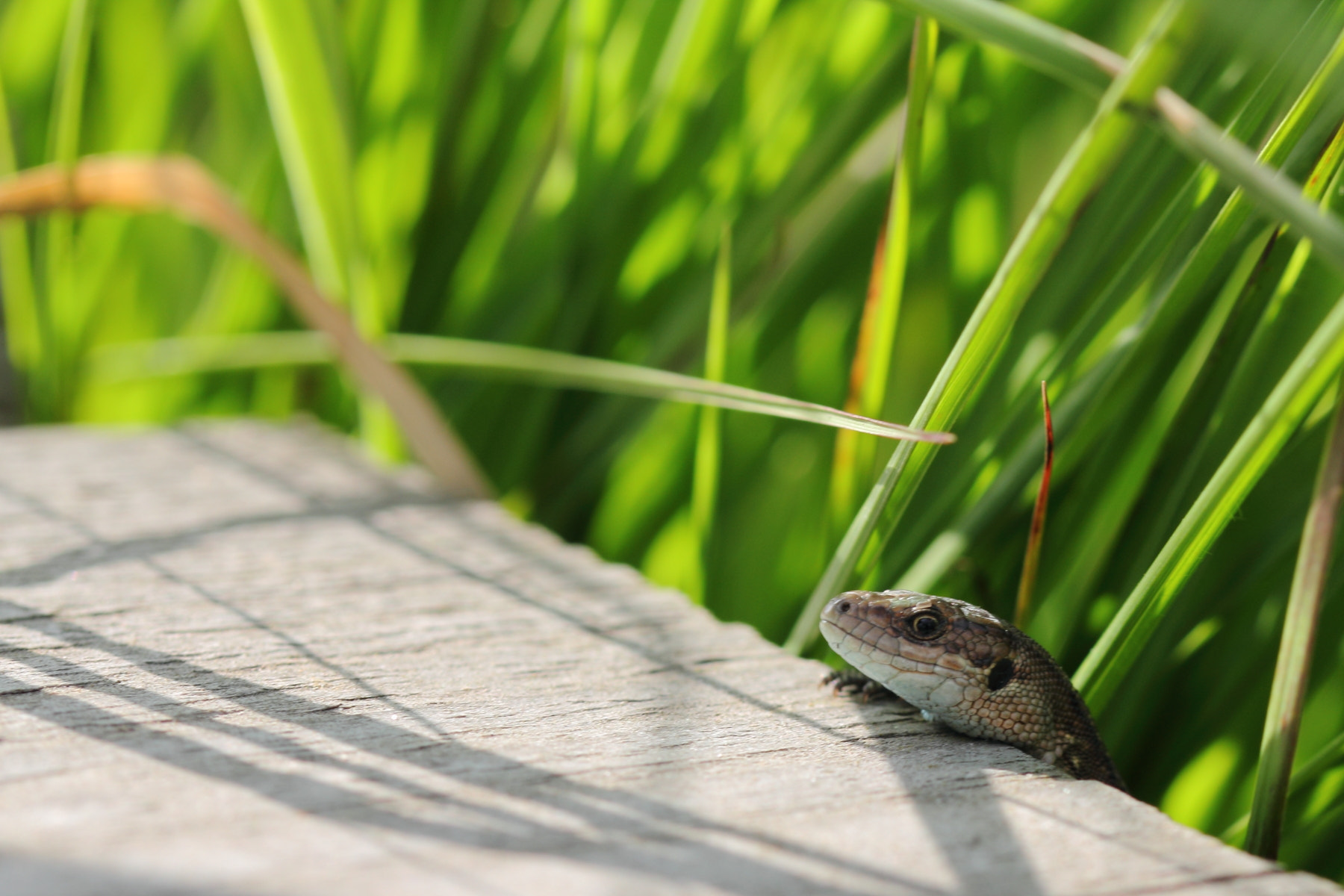 Sigma 105mm F2.8 EX DG OS HSM sample photo. Peekaboo photography