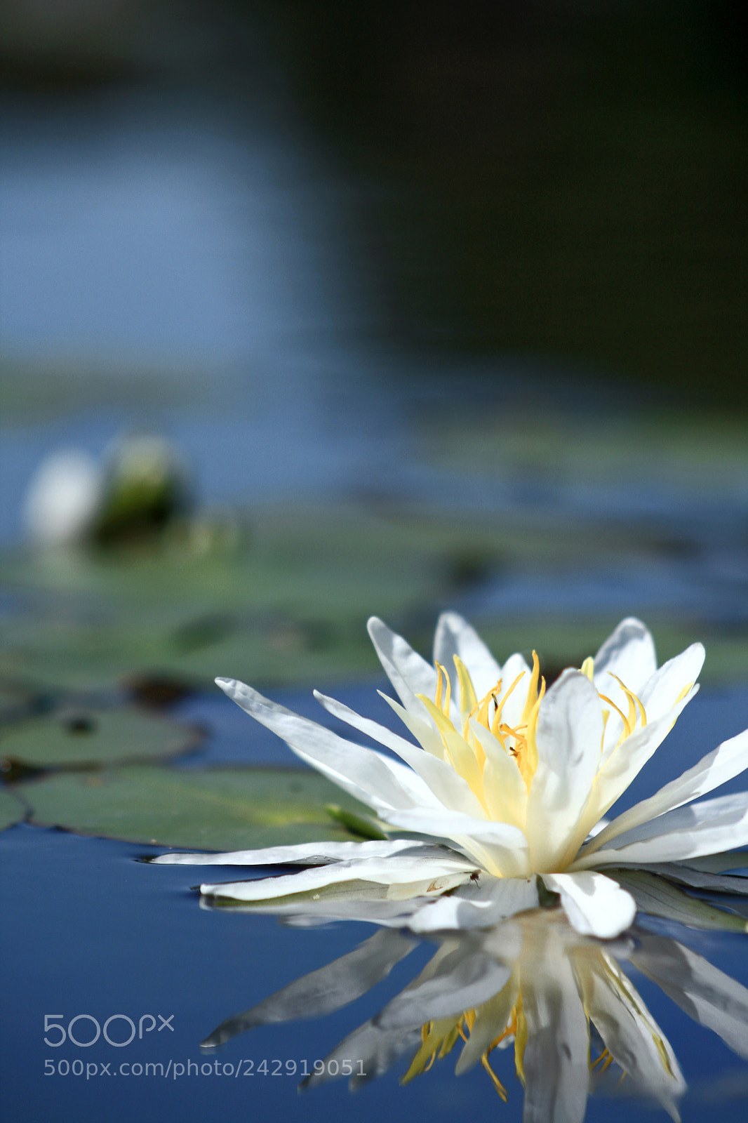 Canon EOS 400D (EOS Digital Rebel XTi / EOS Kiss Digital X) sample photo. Waterlily photography