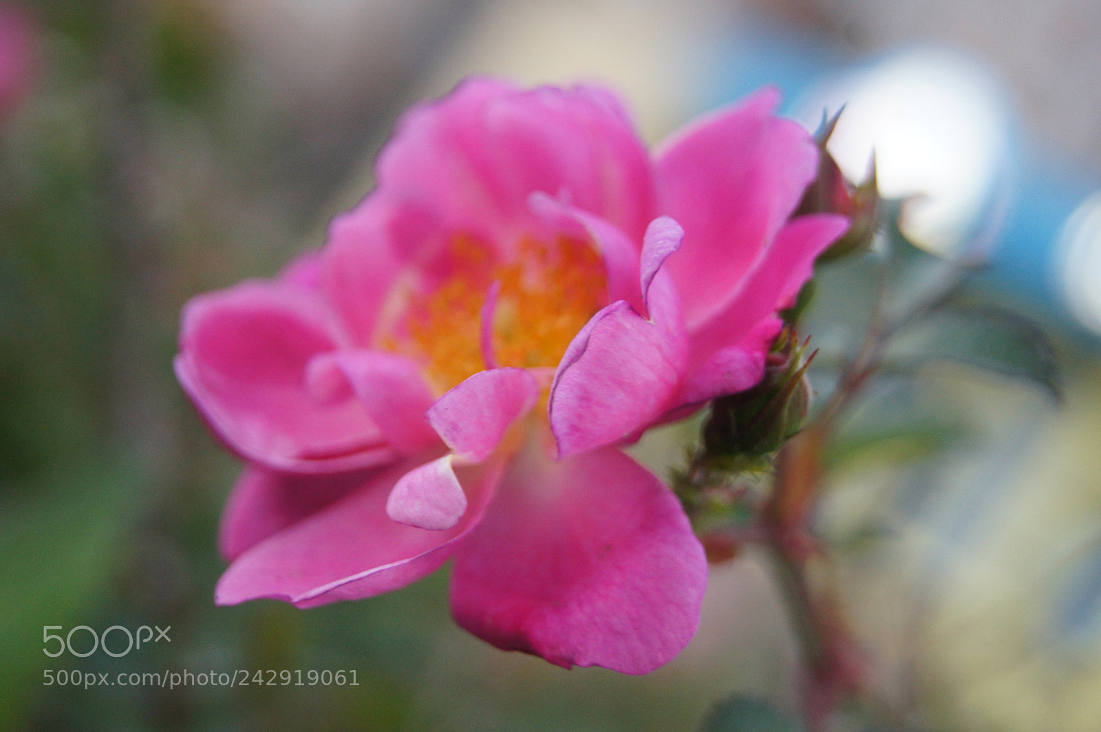 Sony Alpha DSLR-A580 sample photo. ....... photography