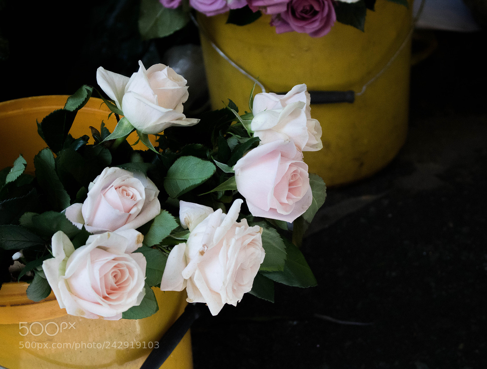 Canon EOS 750D (EOS Rebel T6i / EOS Kiss X8i) sample photo. White roses photography
