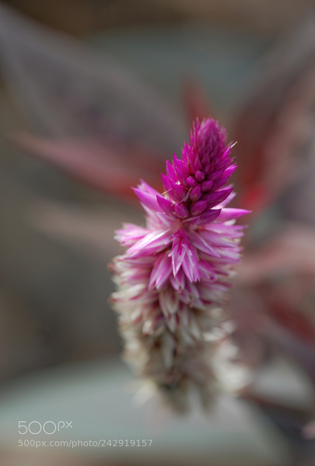 Nikon D80 sample photo. Flower photography