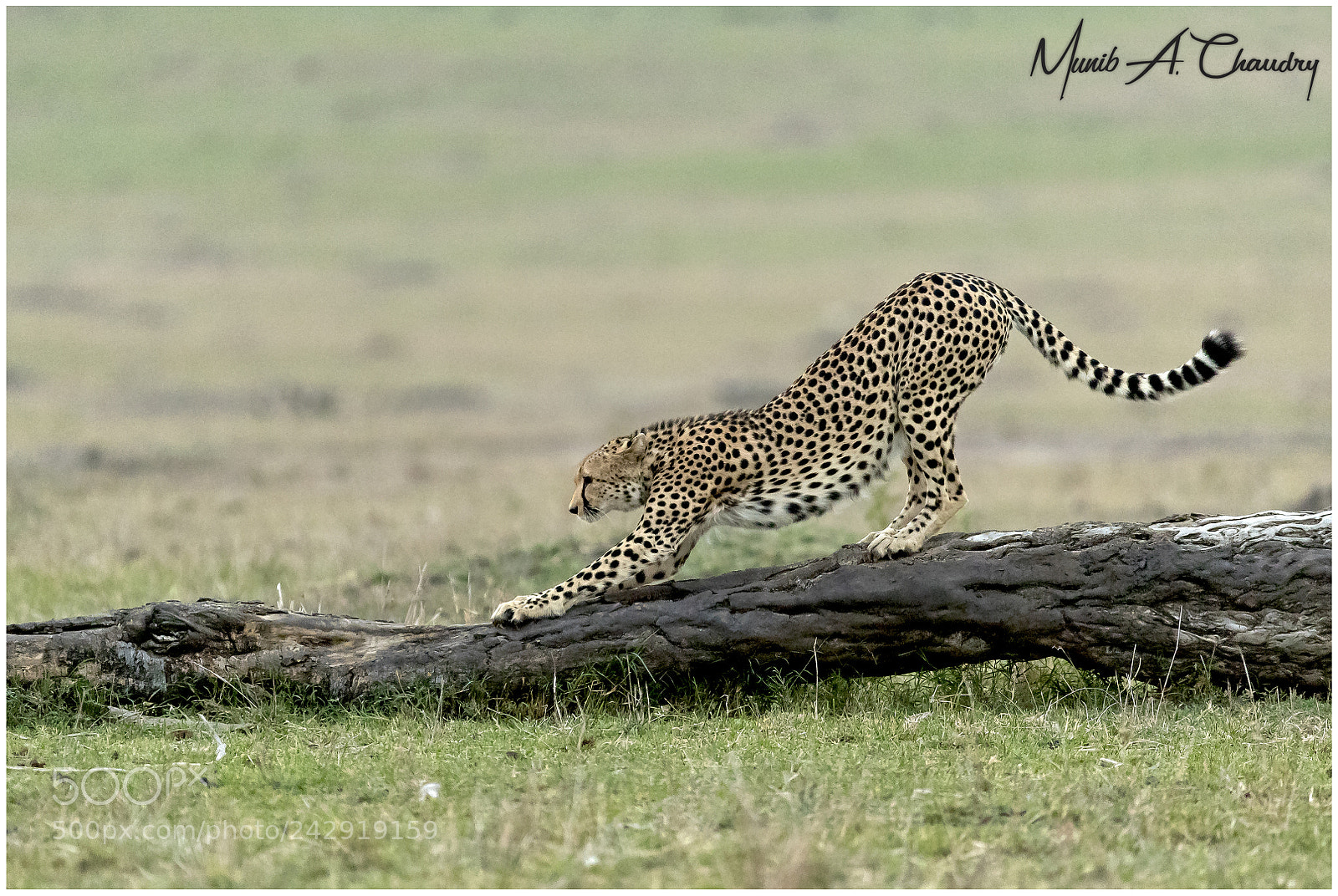 Canon EOS-1D X Mark II sample photo. The beautiful feline! photography