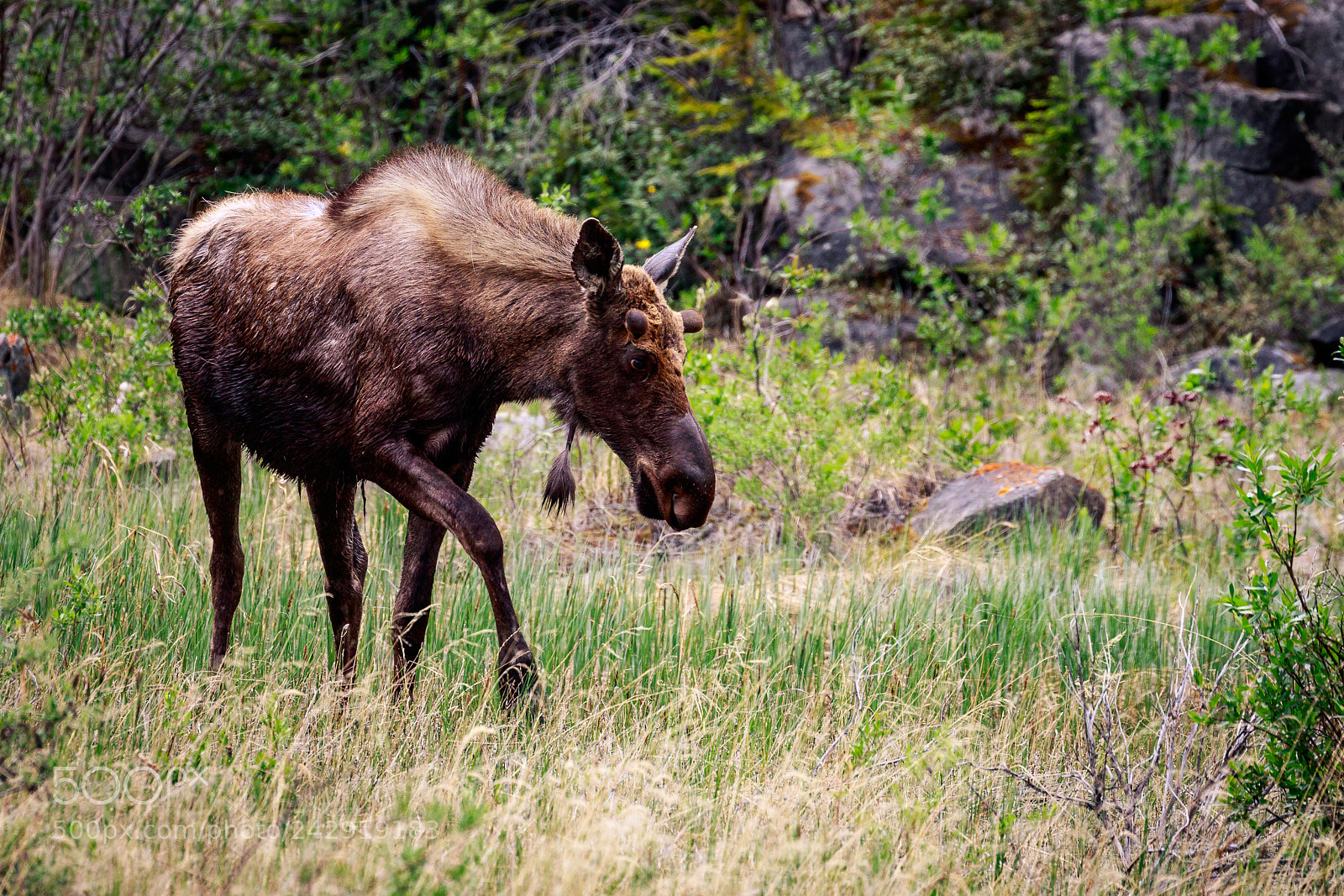 Canon EOS 7D Mark II sample photo. Moose of kluane photography