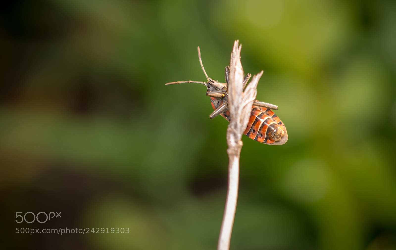 Nikon D610 sample photo. Hanging around photography